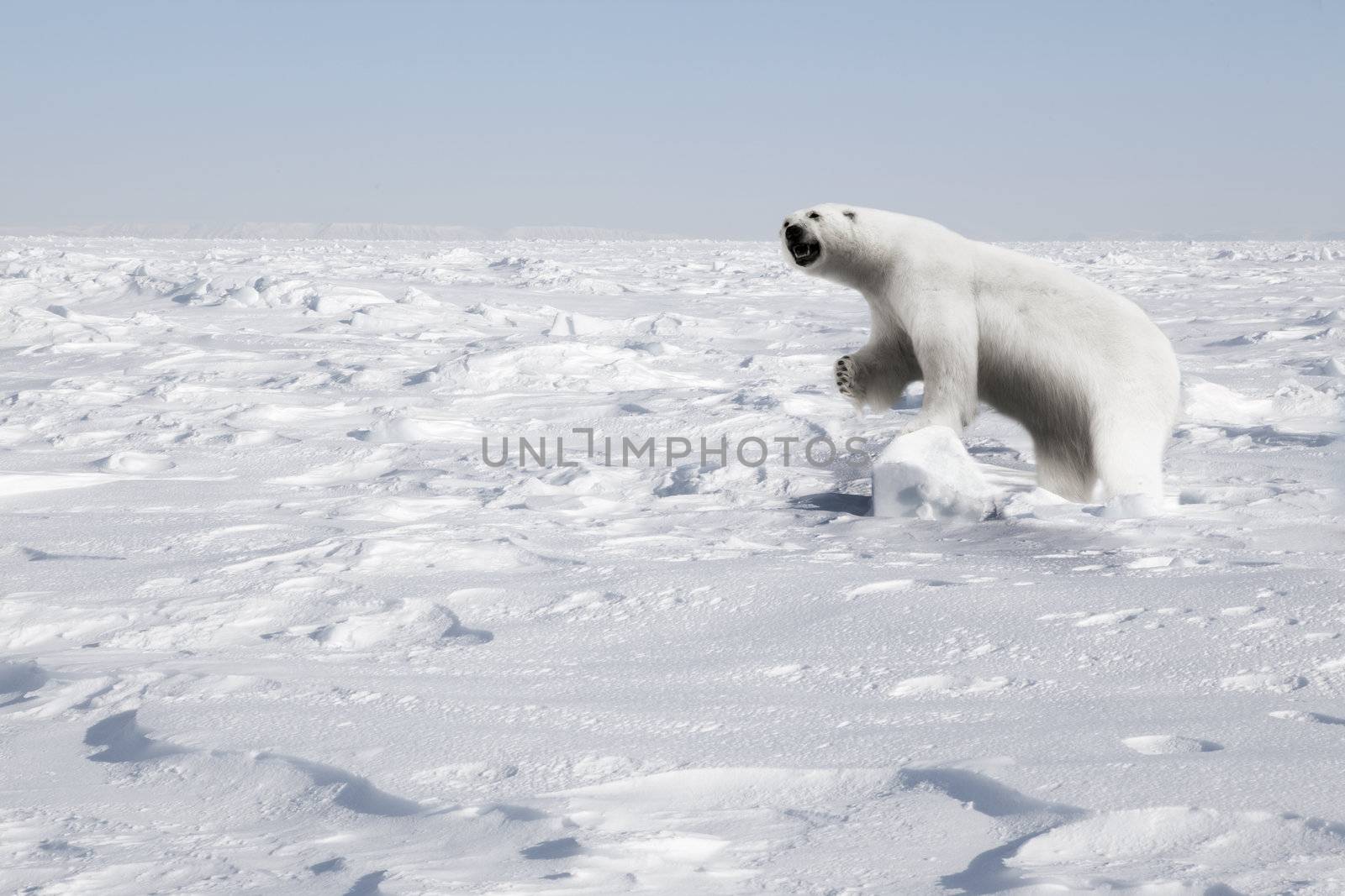 A polar bear in a natural landscape - Svalbard, Norway