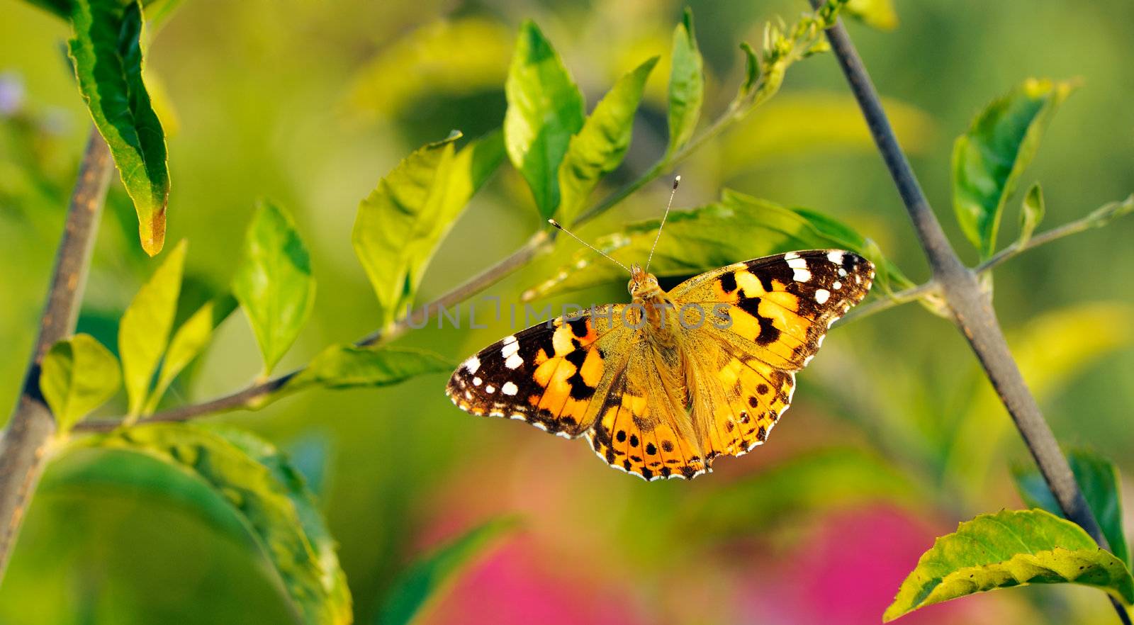  Butterfly with open wings resting on a stem in the early hours of the morning