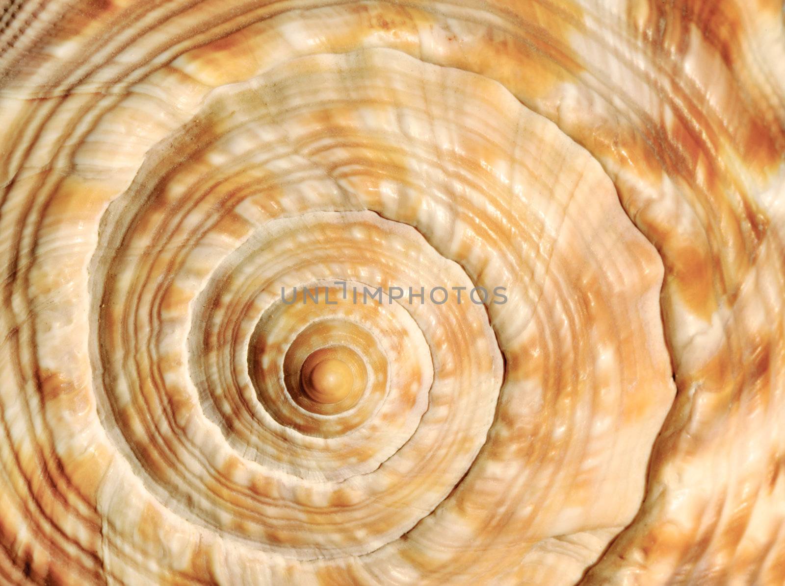 Spiral on sea shell by akarelias