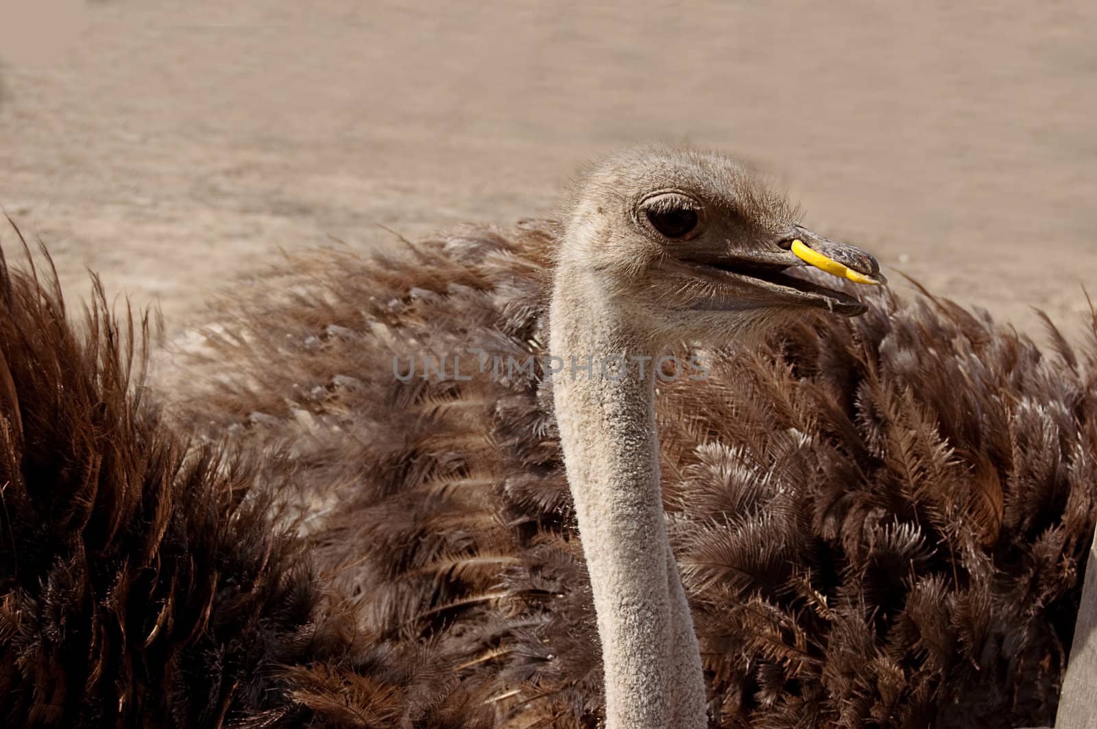 Close shot of curious ostrich looking