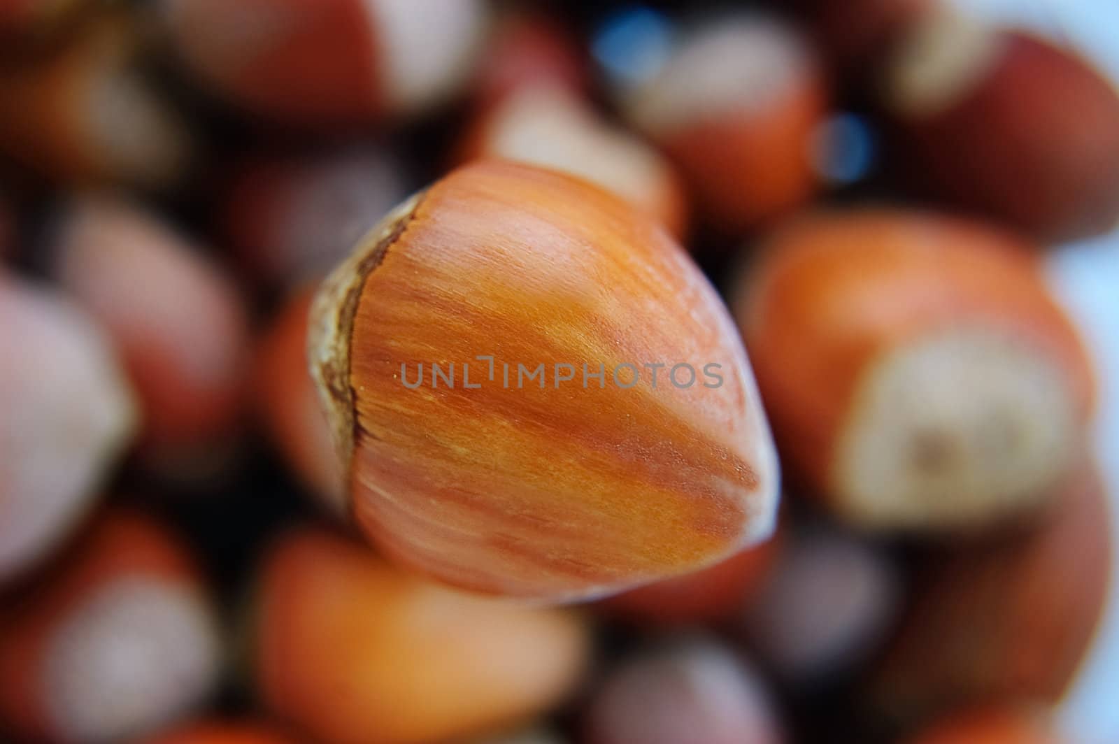 Many hazelnuts as background with one big in focus