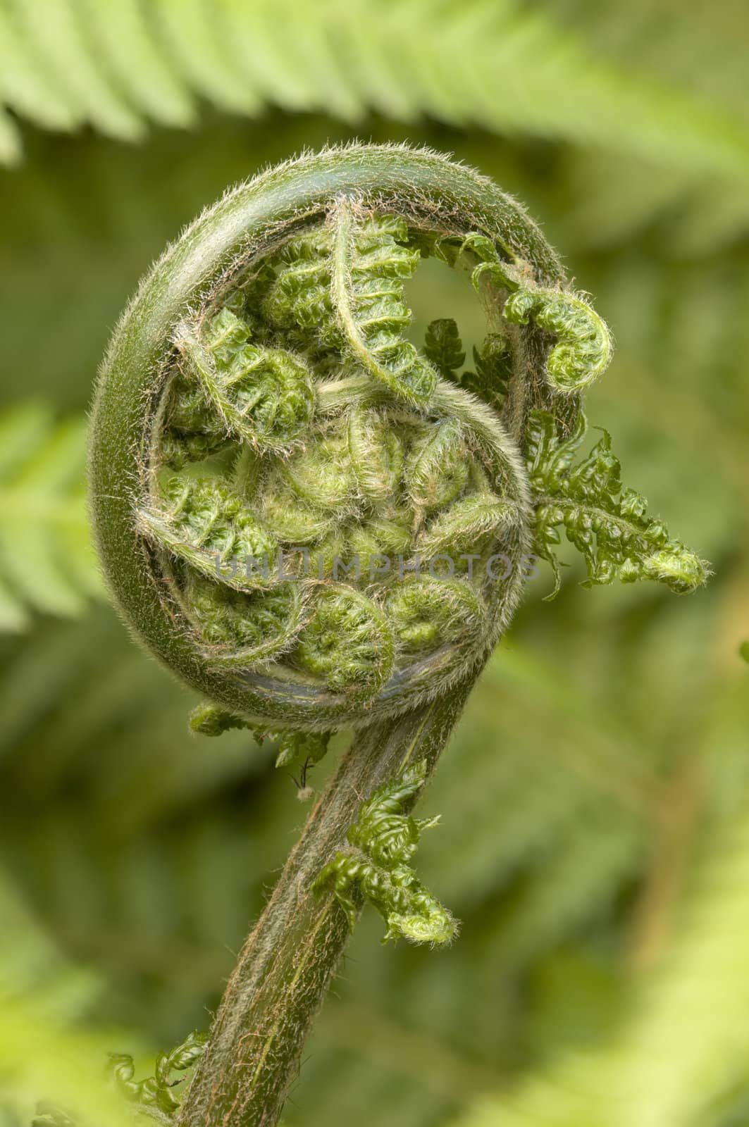 detail of a young leaf of fern