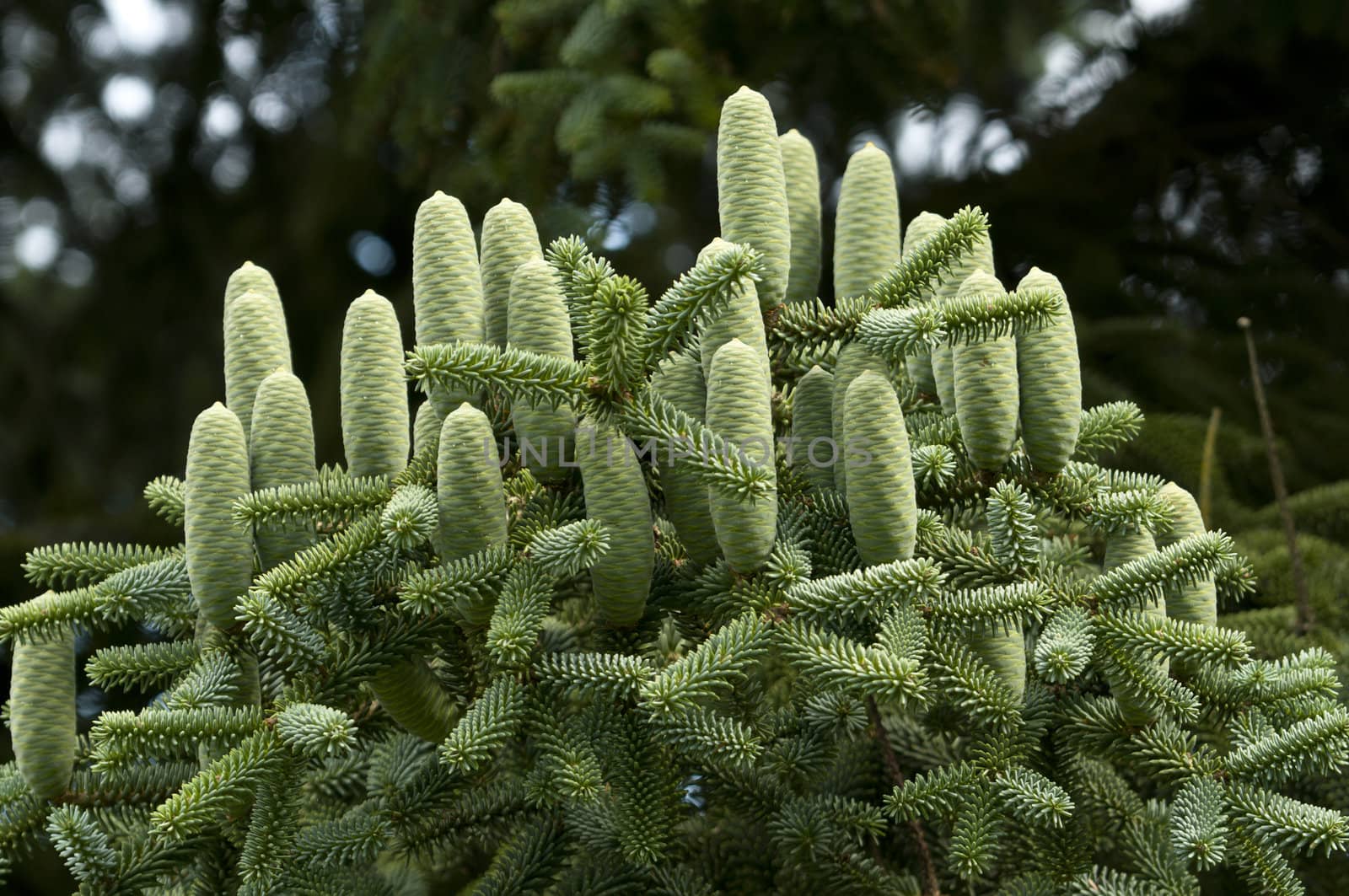 Group of green pine cones of a coniferous tree