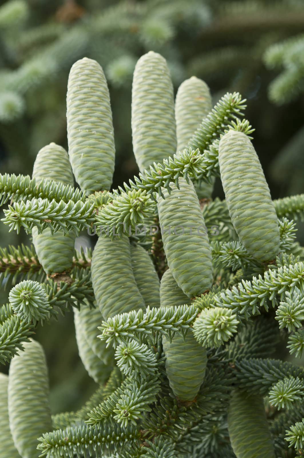 Group of green pine cones of a coniferous tree