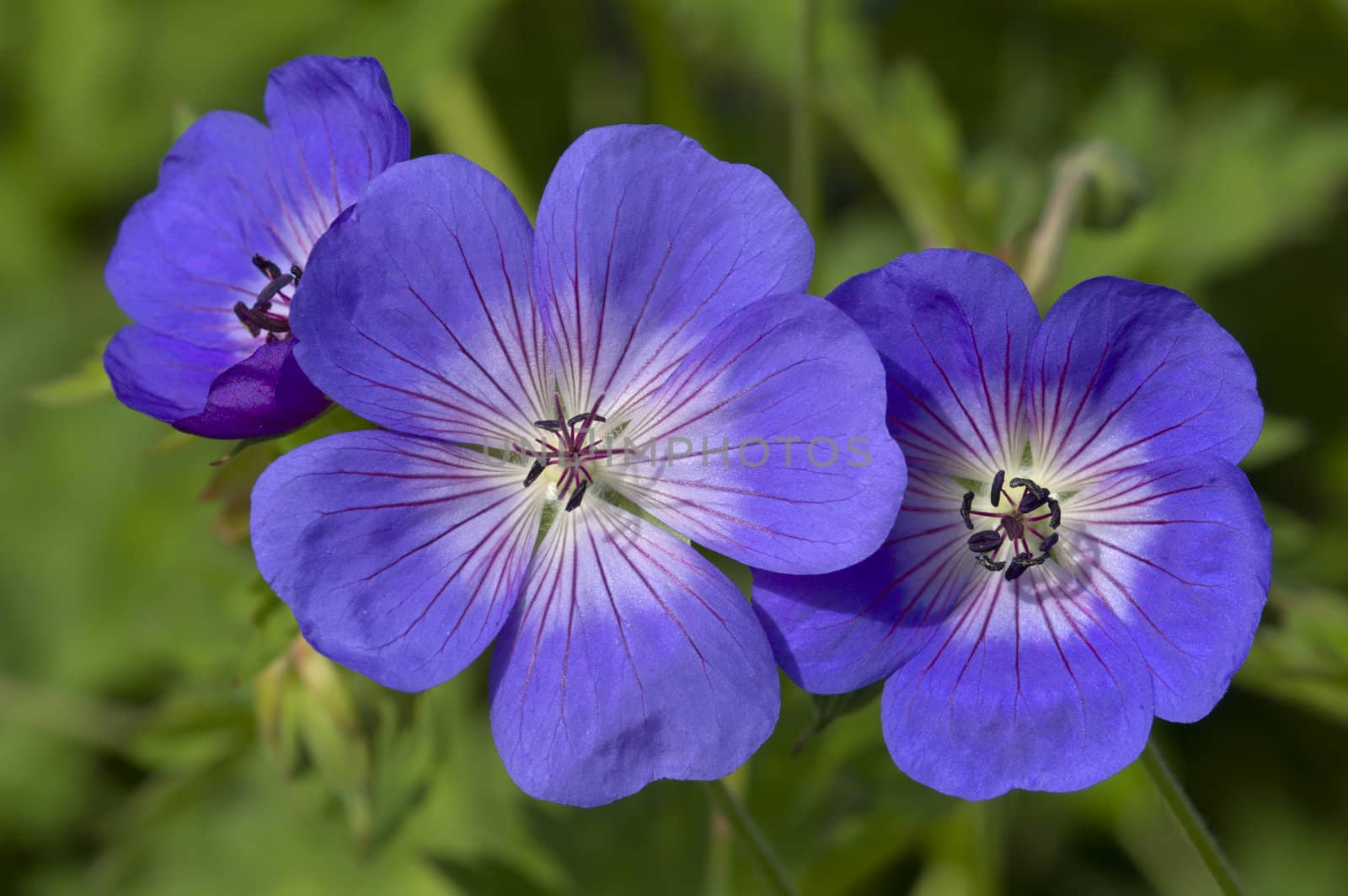 Blue and purple wild geranium flowers on green background