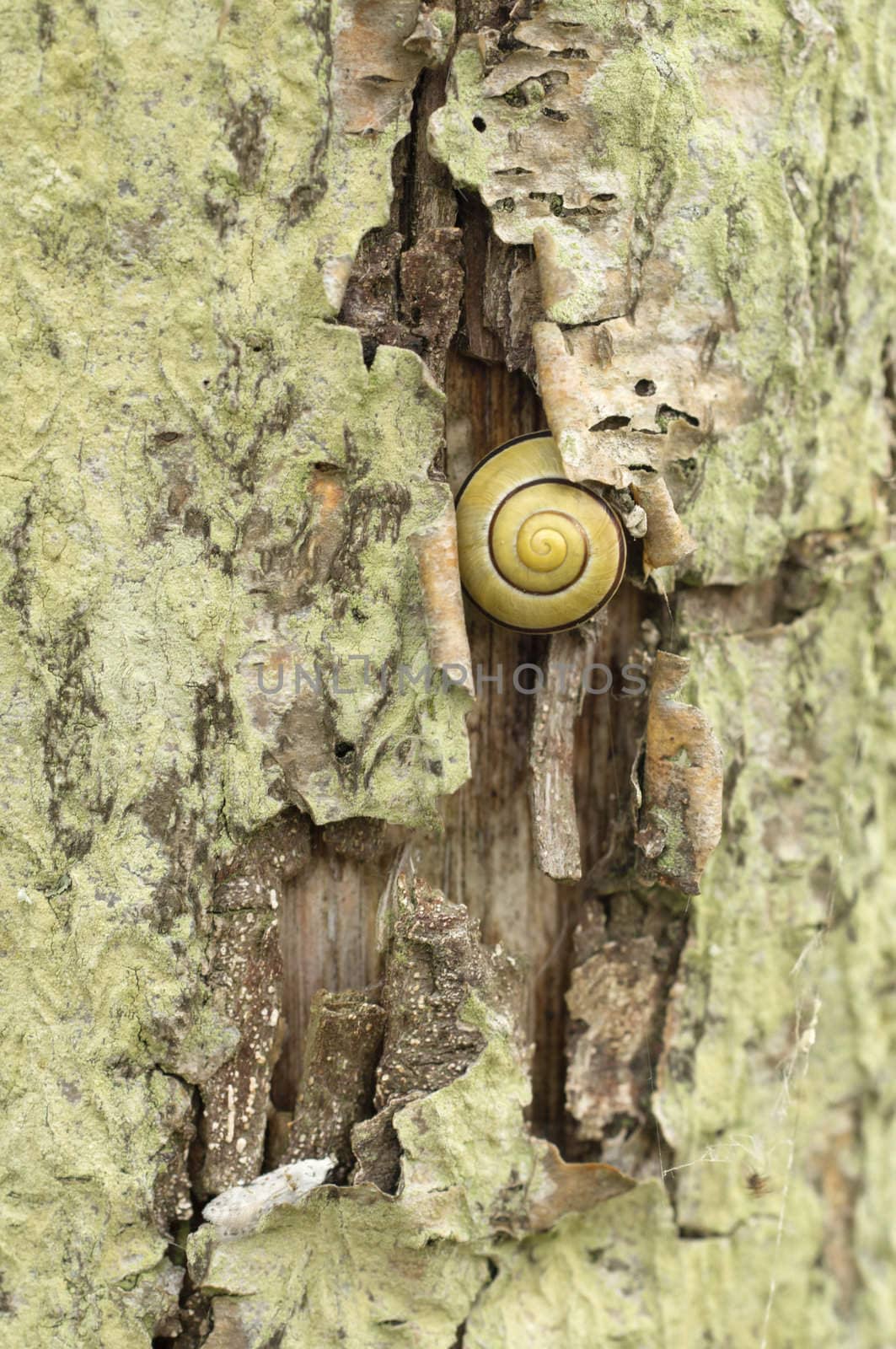 Striped ground snail resting on tree bark