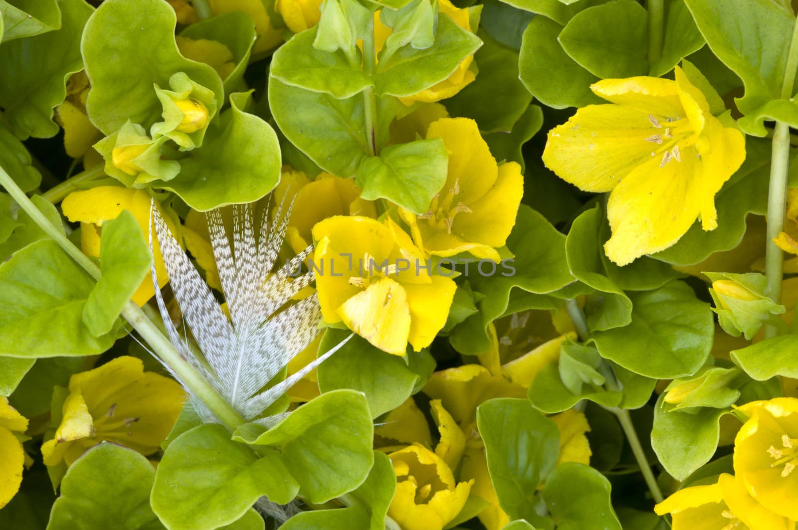 Bird feather on green grass with yellow flowers
