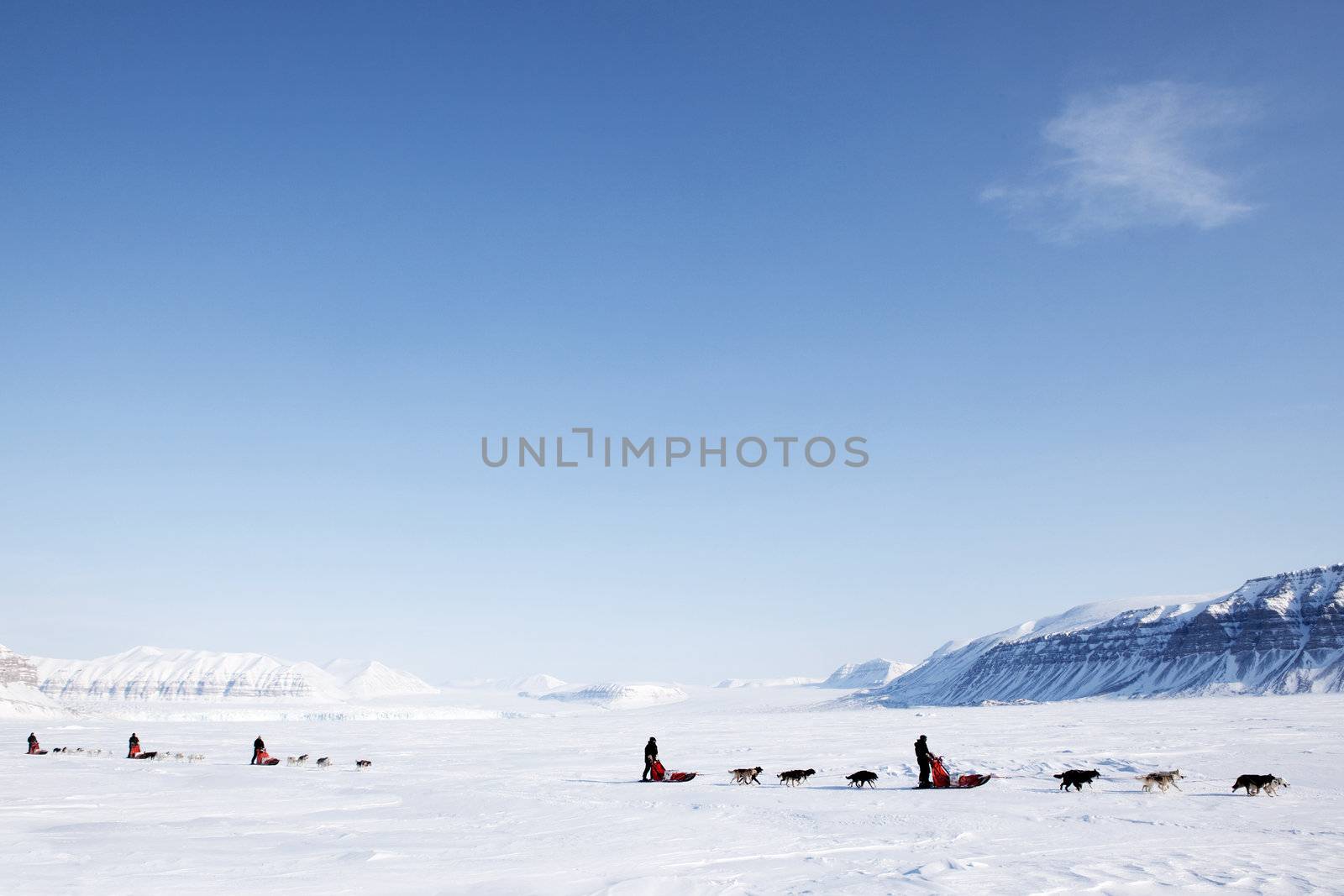 A number of dogsleds on a barren winter landscape