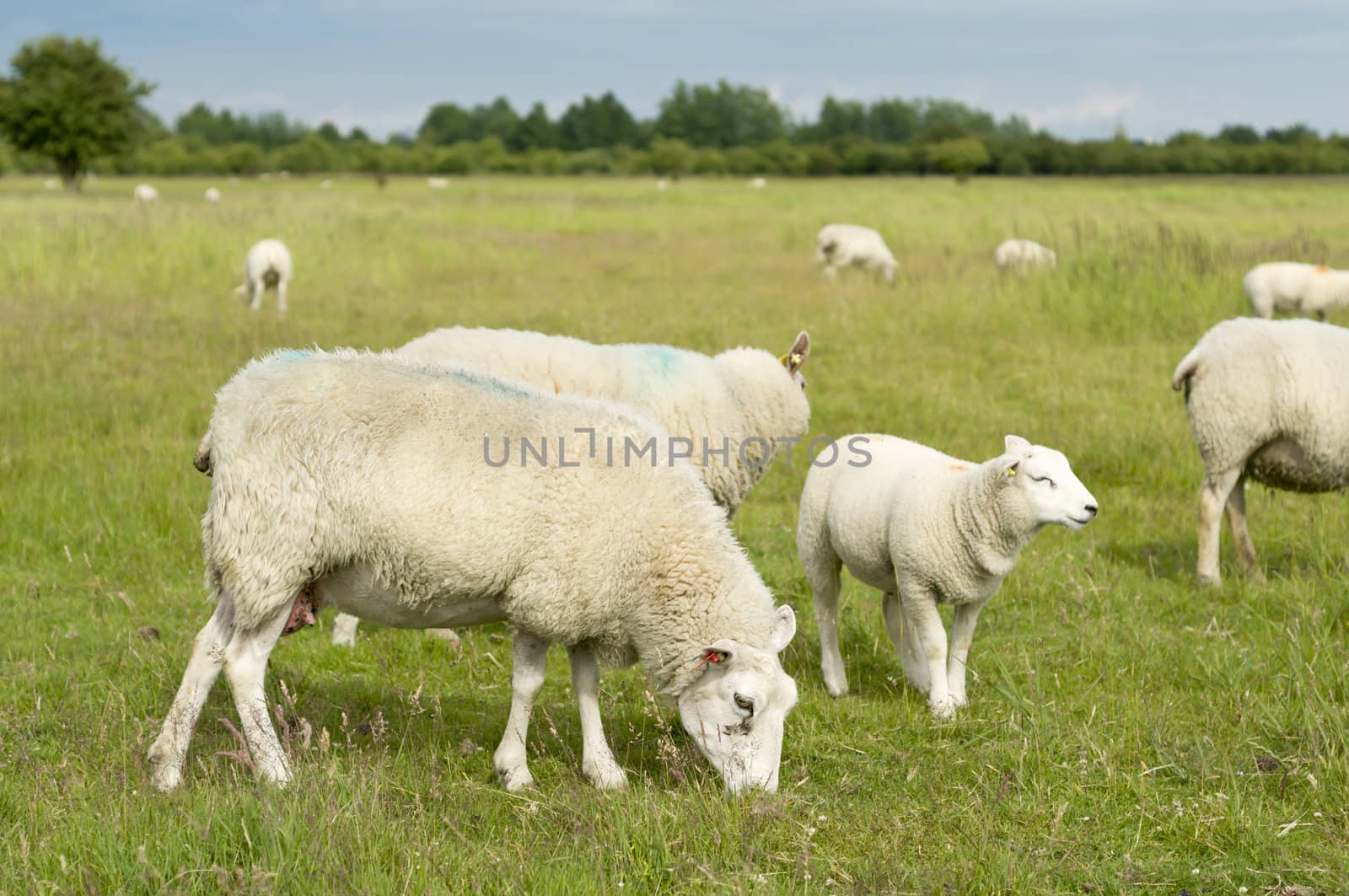 Group of sheep grazing on green grass