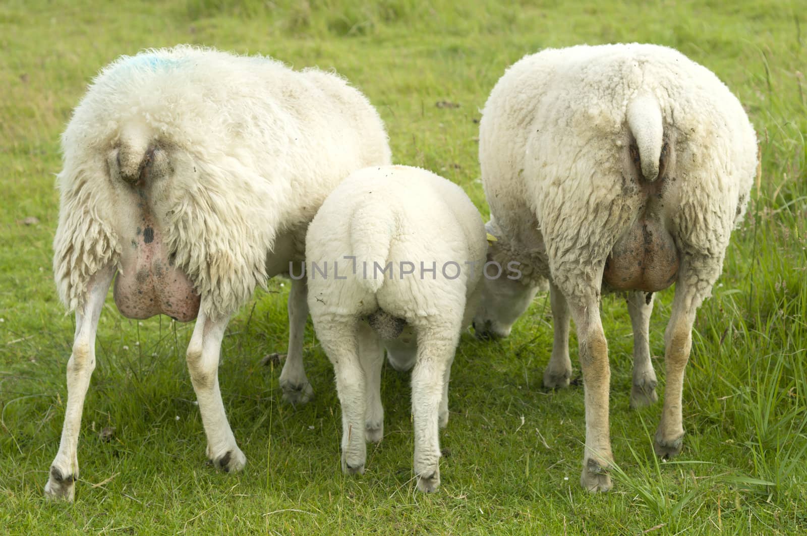 Group of sheep grazing on green grass from behind