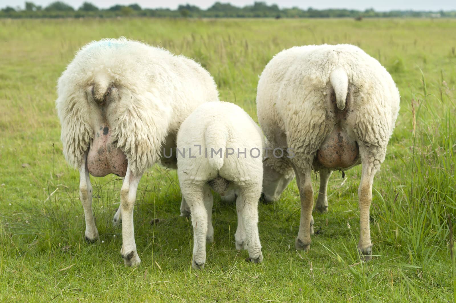 Group of sheep grazing on green grass from behind