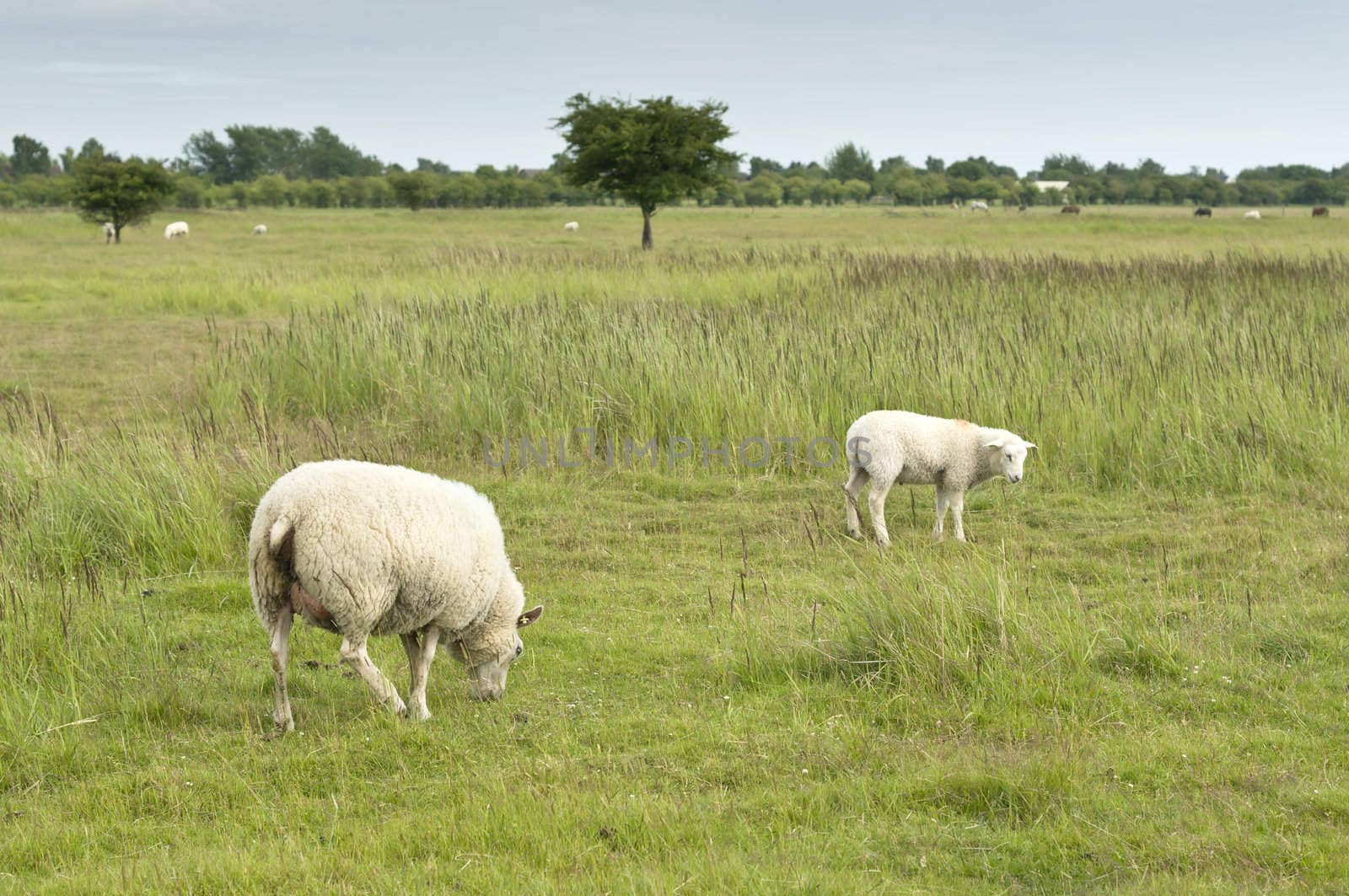 Young sheep walking on path and grass