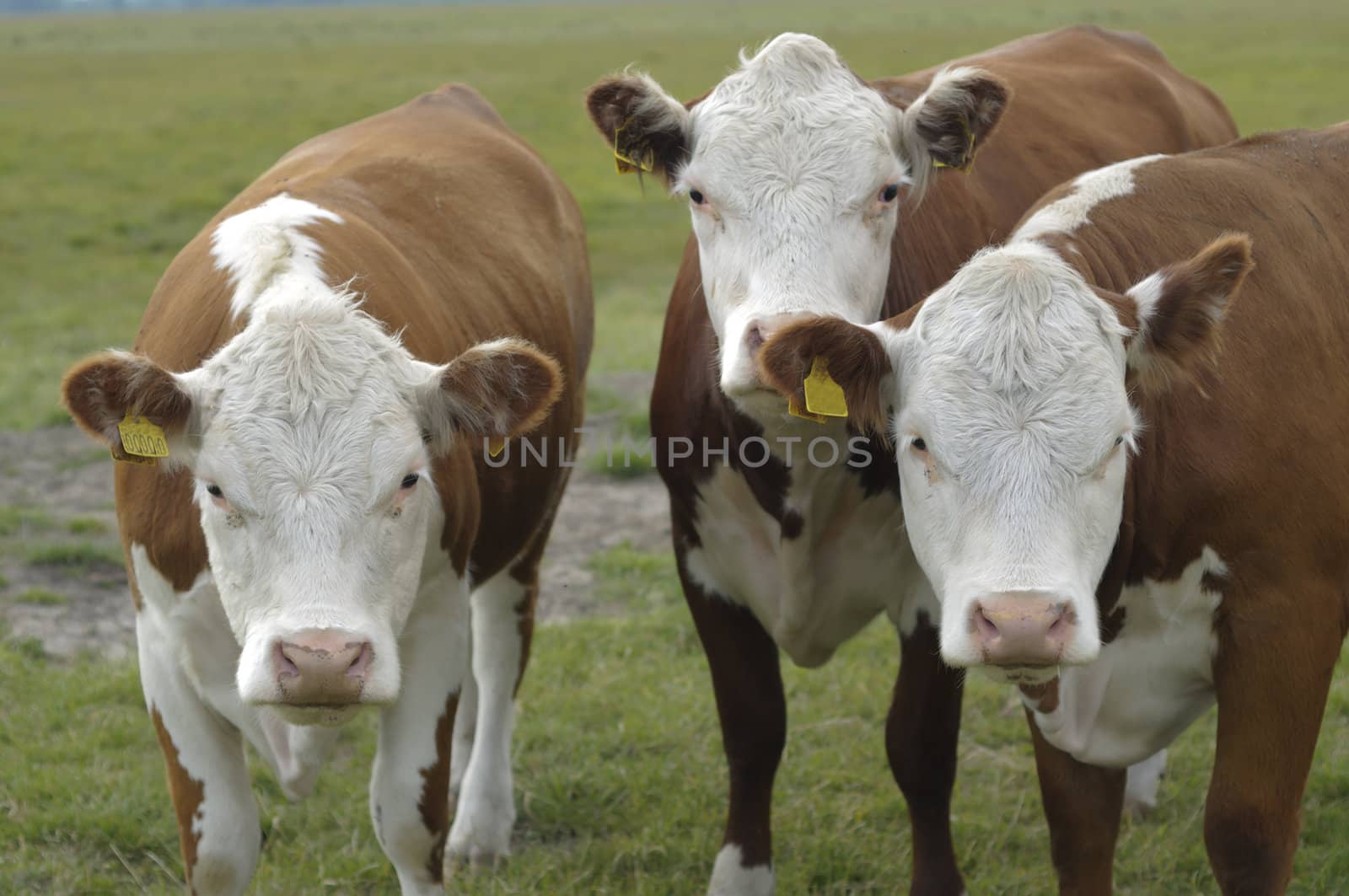 Head of brown and white cows in a coutryside