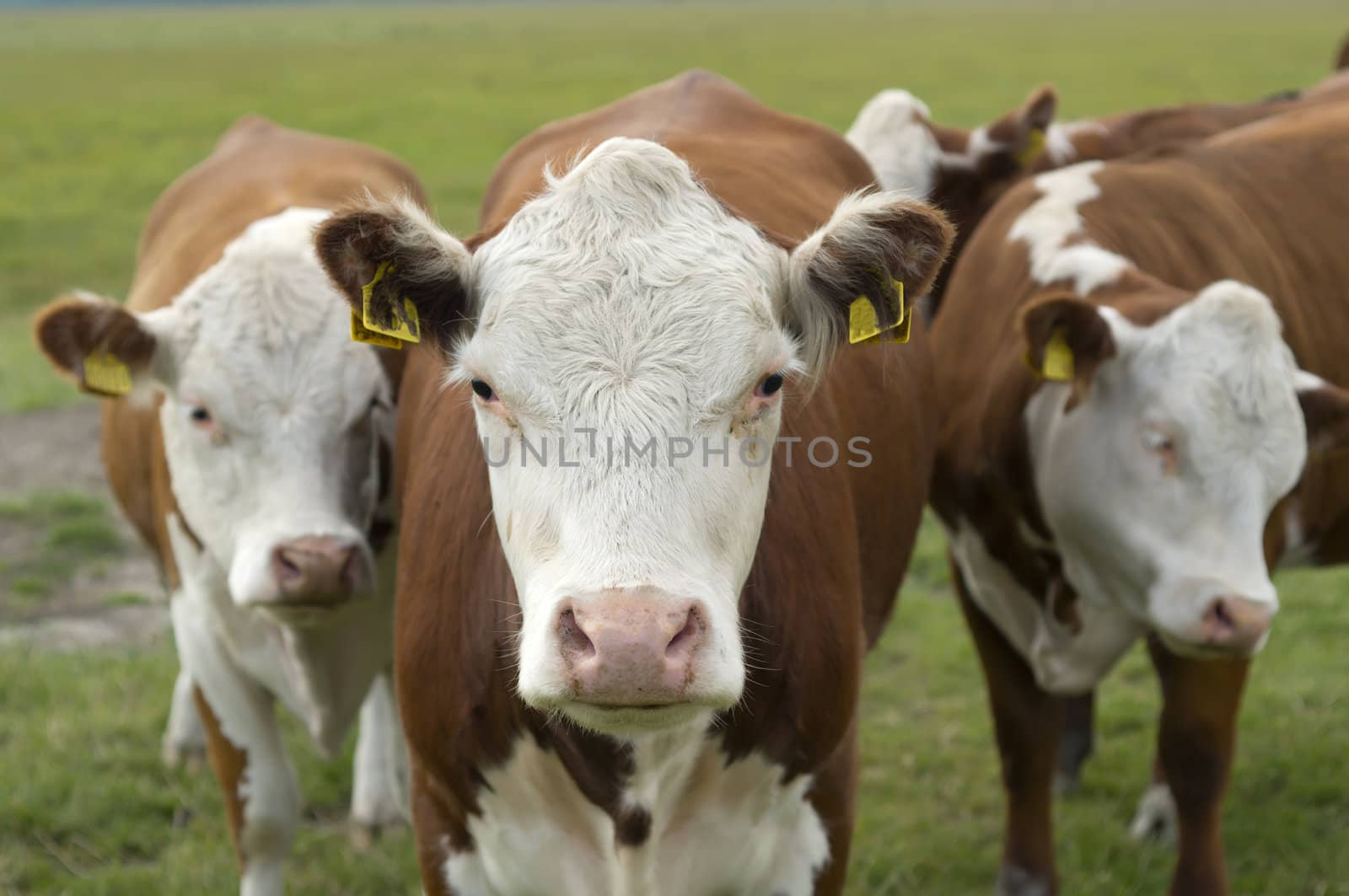 Head of brown and white cows in a coutryside