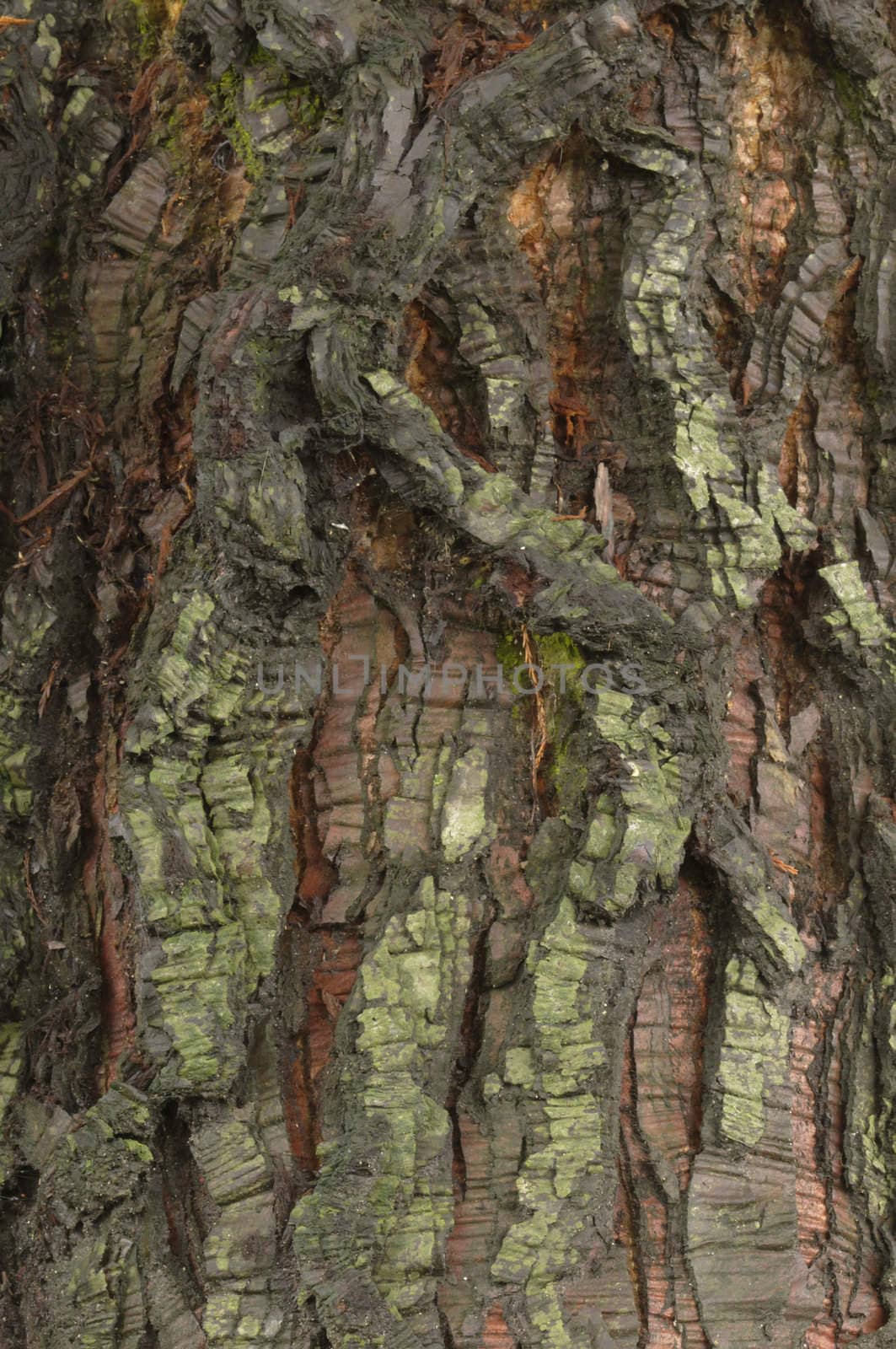 Detail of bark of a red Sequoia tree