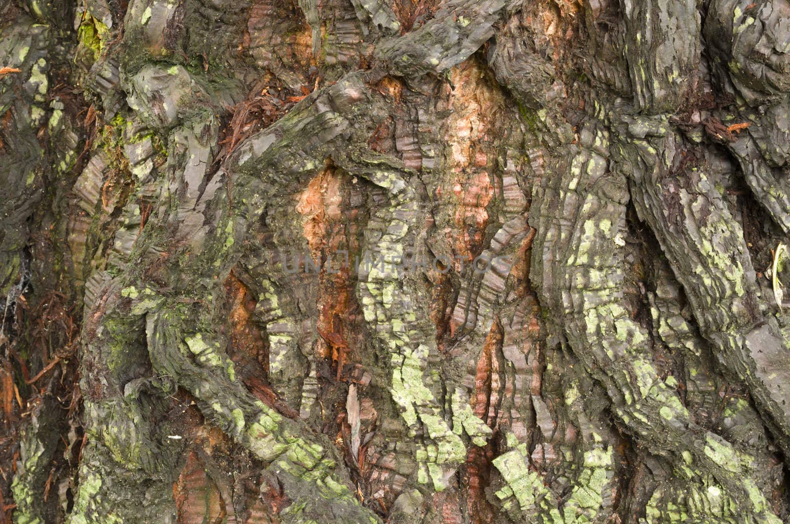 Detail of bark of a red Sequoia tree