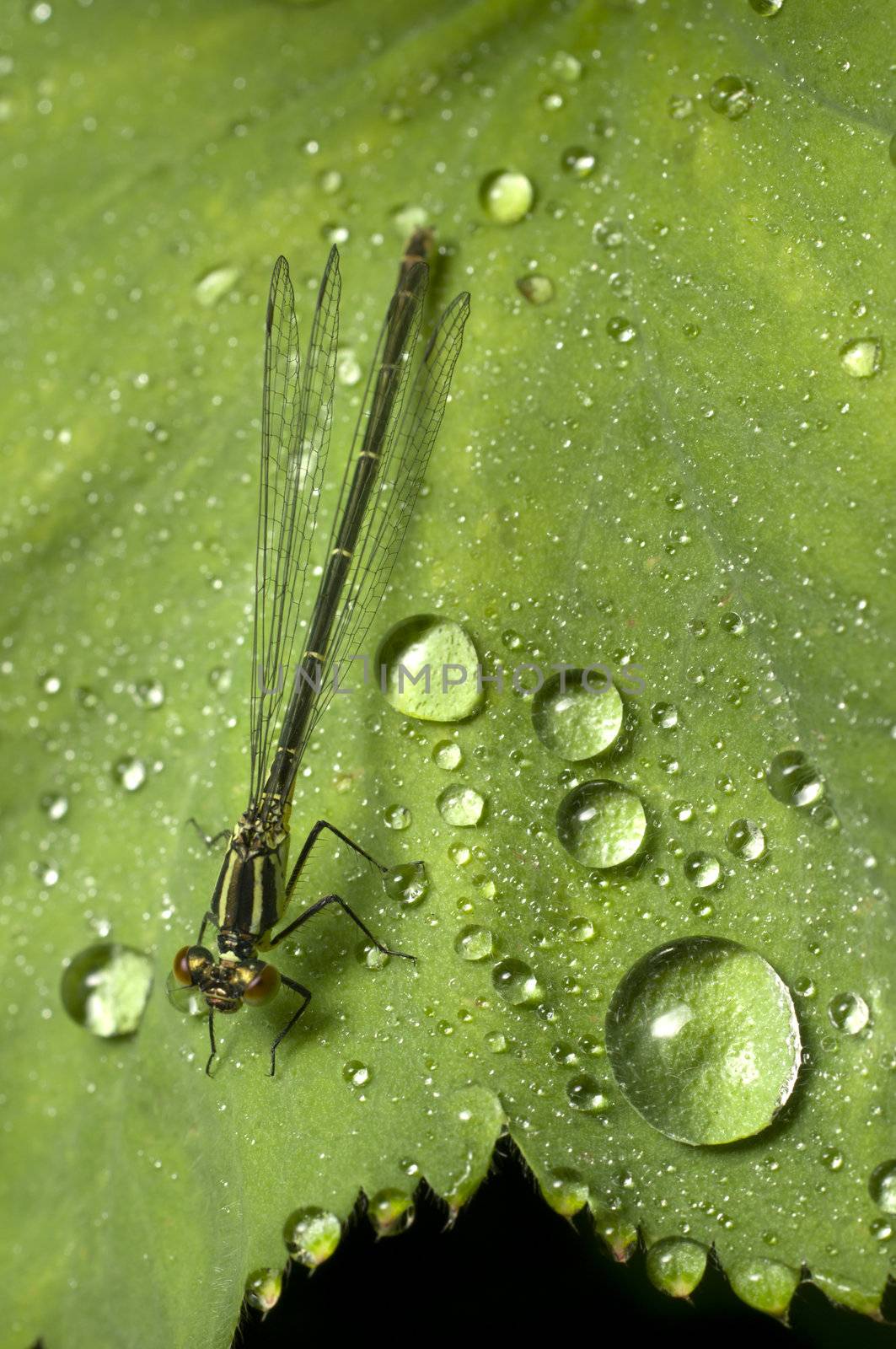 Female damselfly on a green leaf with rain drops