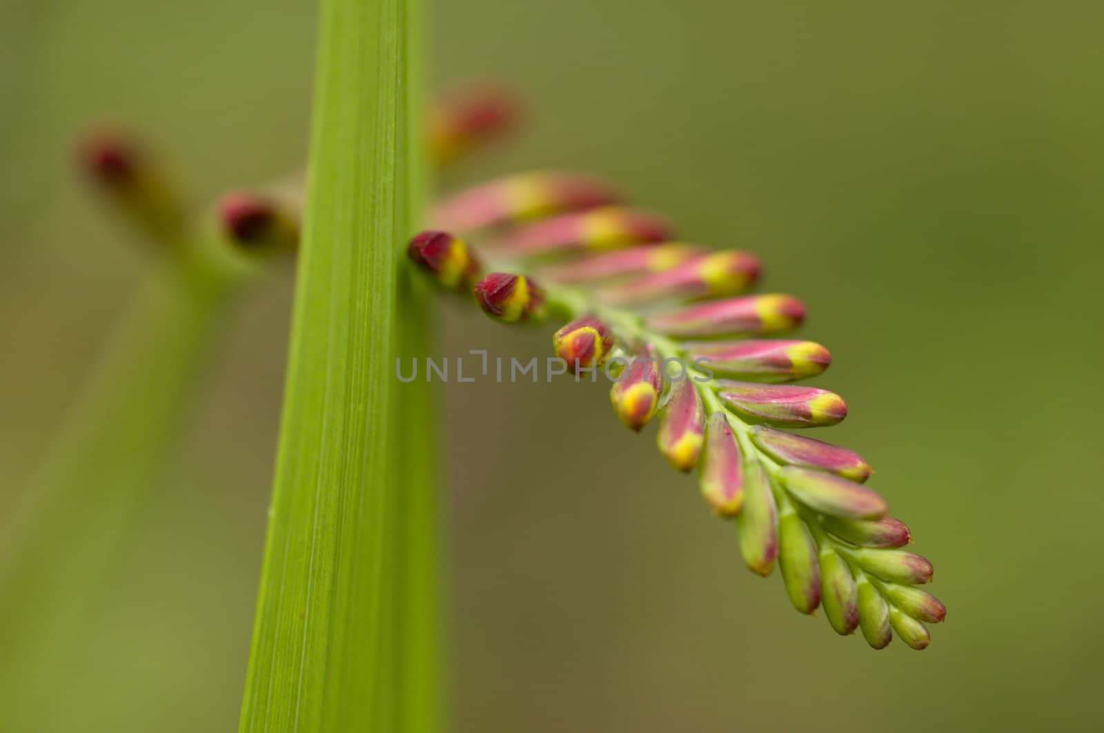 Detail of a spike of red and yellow flower buds