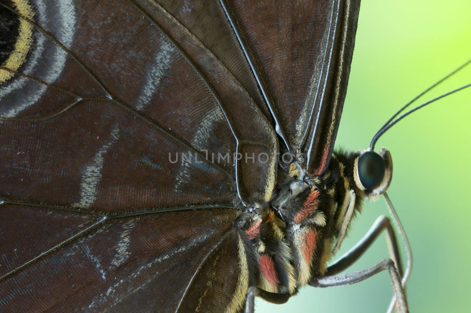 Detail of a tropical butterfly body and wings