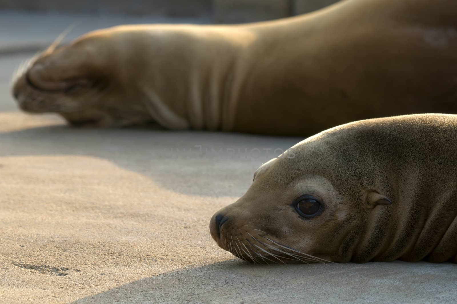 Sealions basking in the late afternoon sun