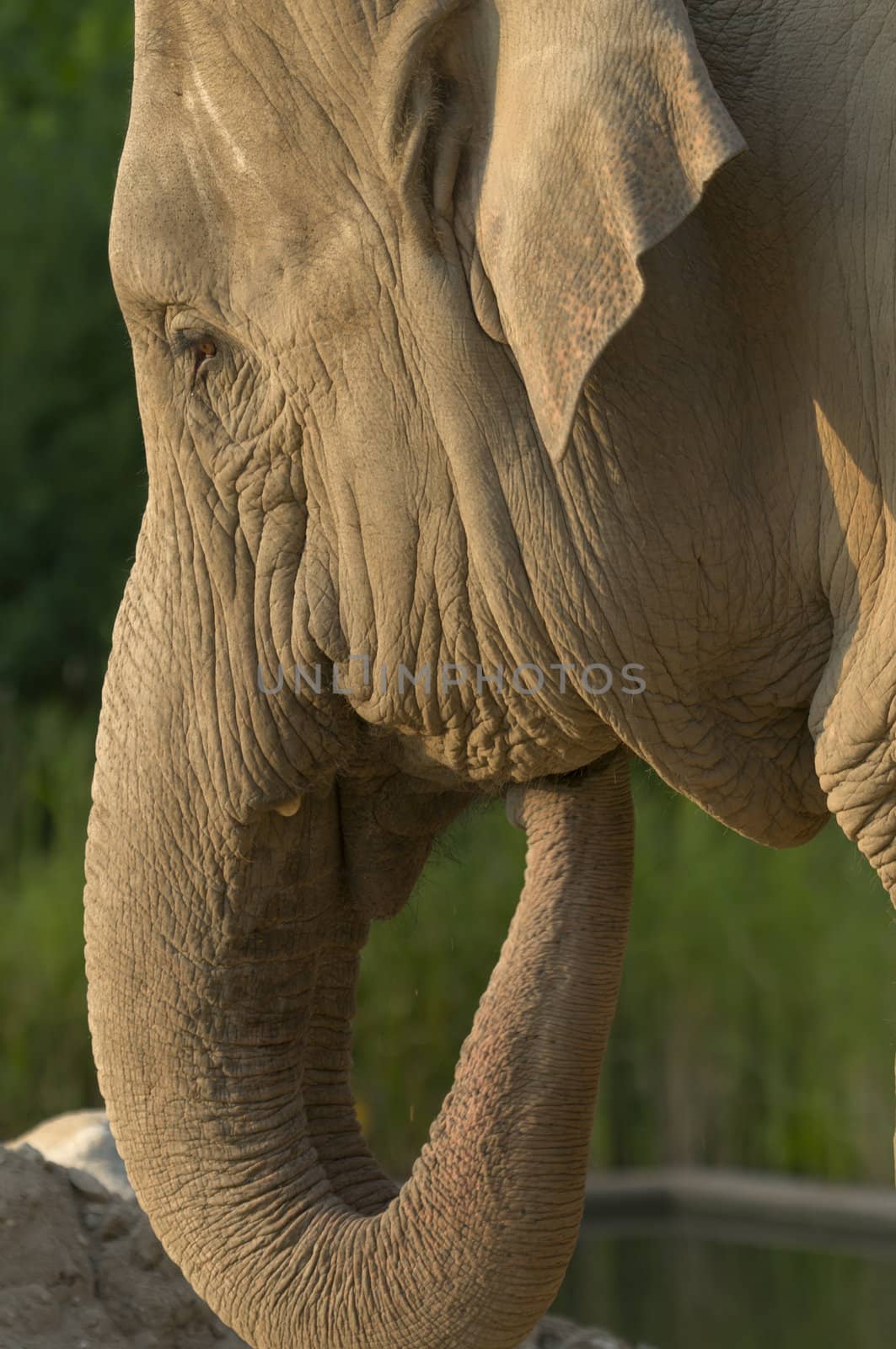 Head of Indian elephant in sunset light