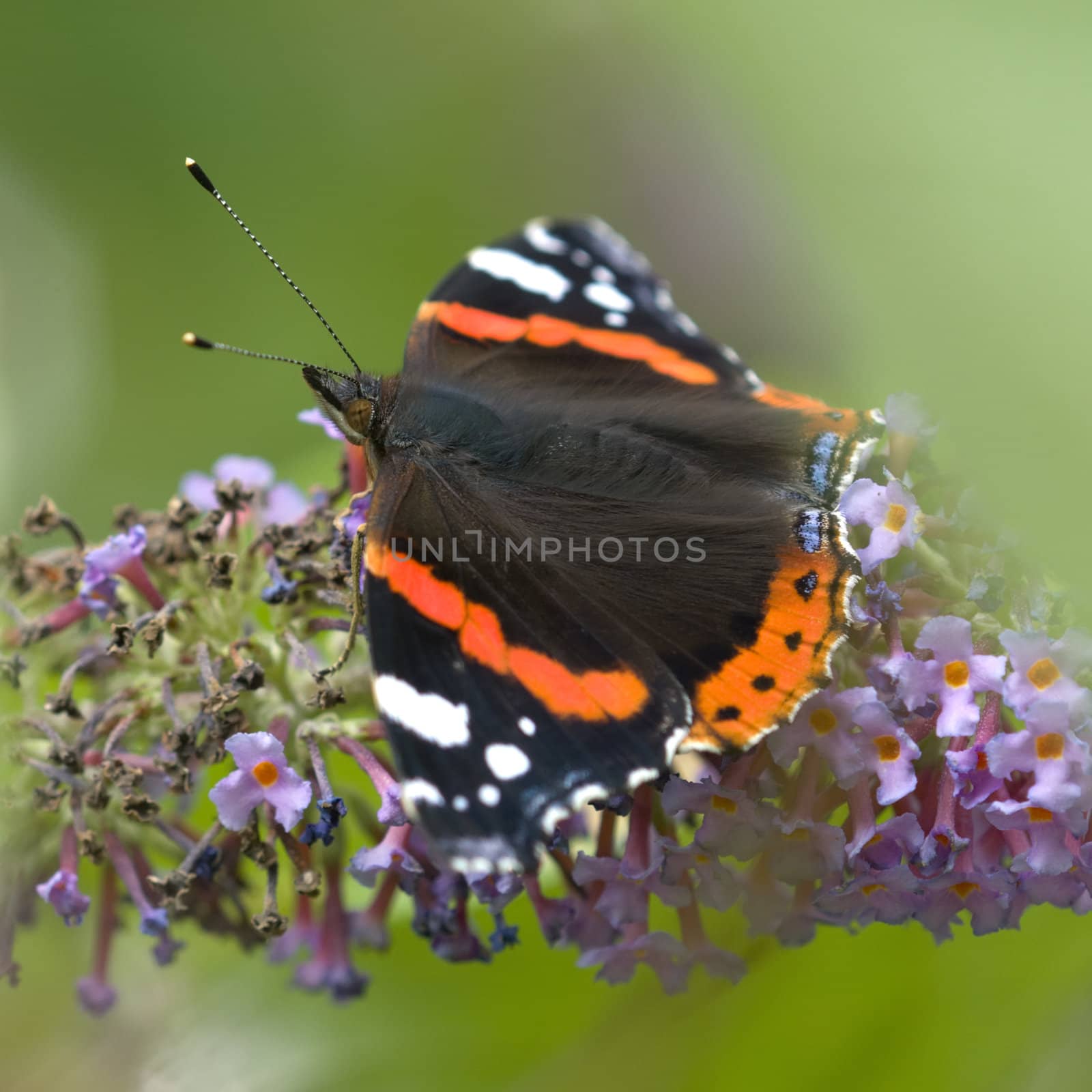 Red admiral butterfly, Vanessa atalanta, on Bluddleia flowers