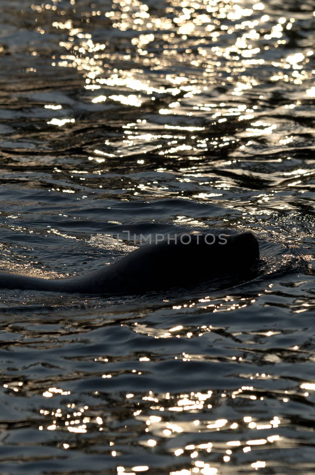Seal swimming in the sun light, head.