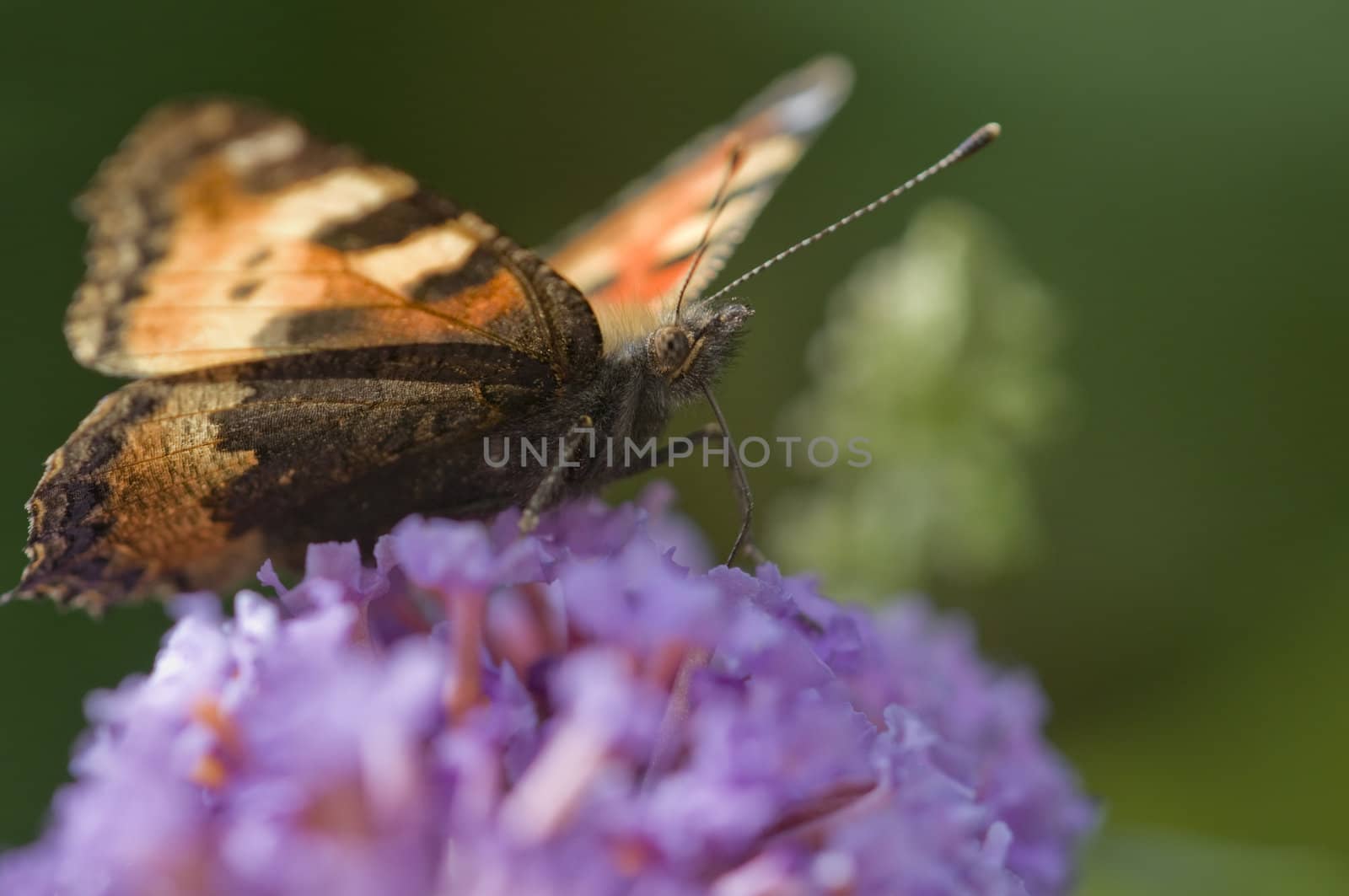 Orange and brown butterfly on Bluddleia flowers