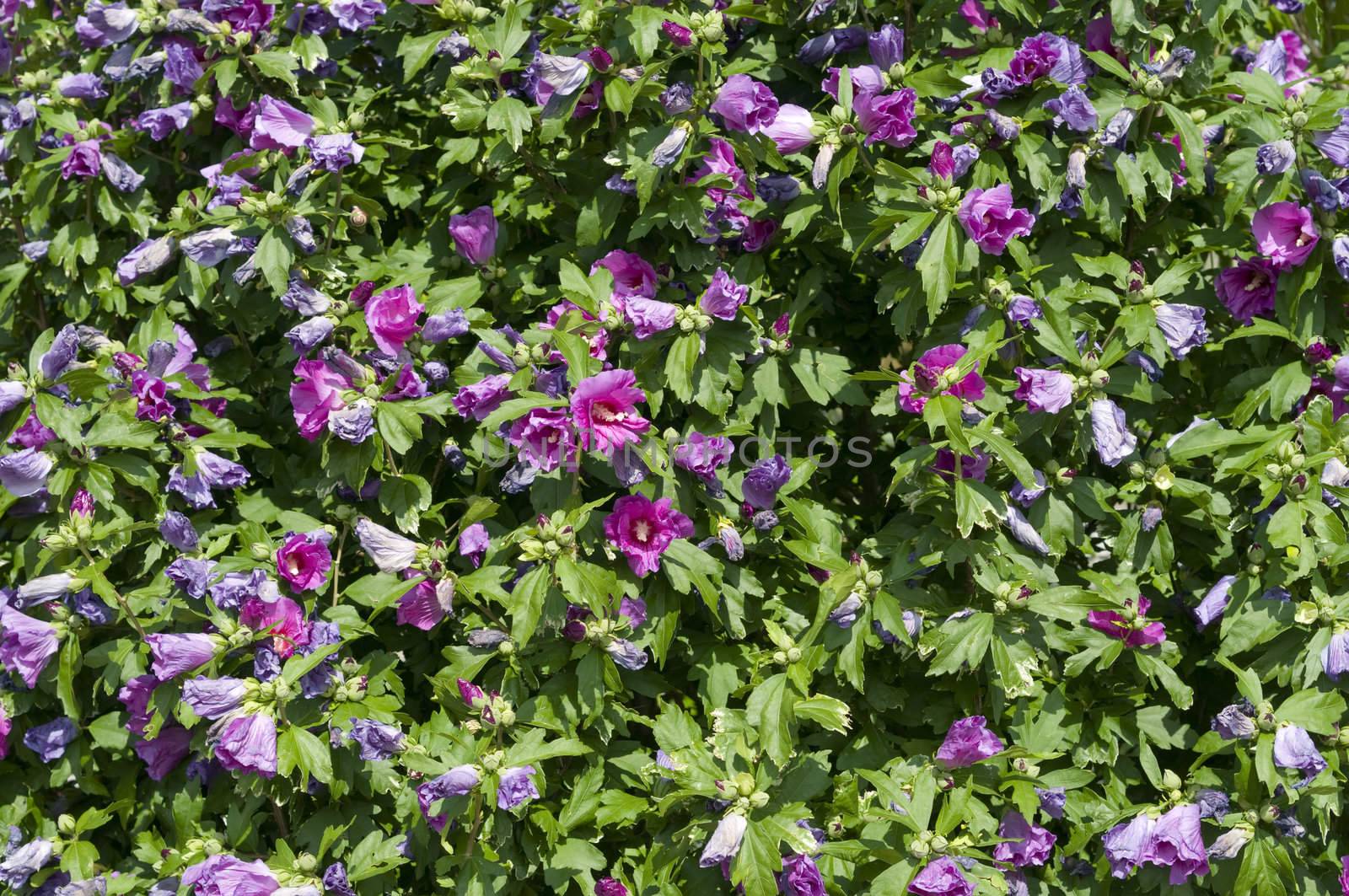 Plant with flowers of hibiscus, sorrel, flor de Jamaica,  rosemallow, mallow.