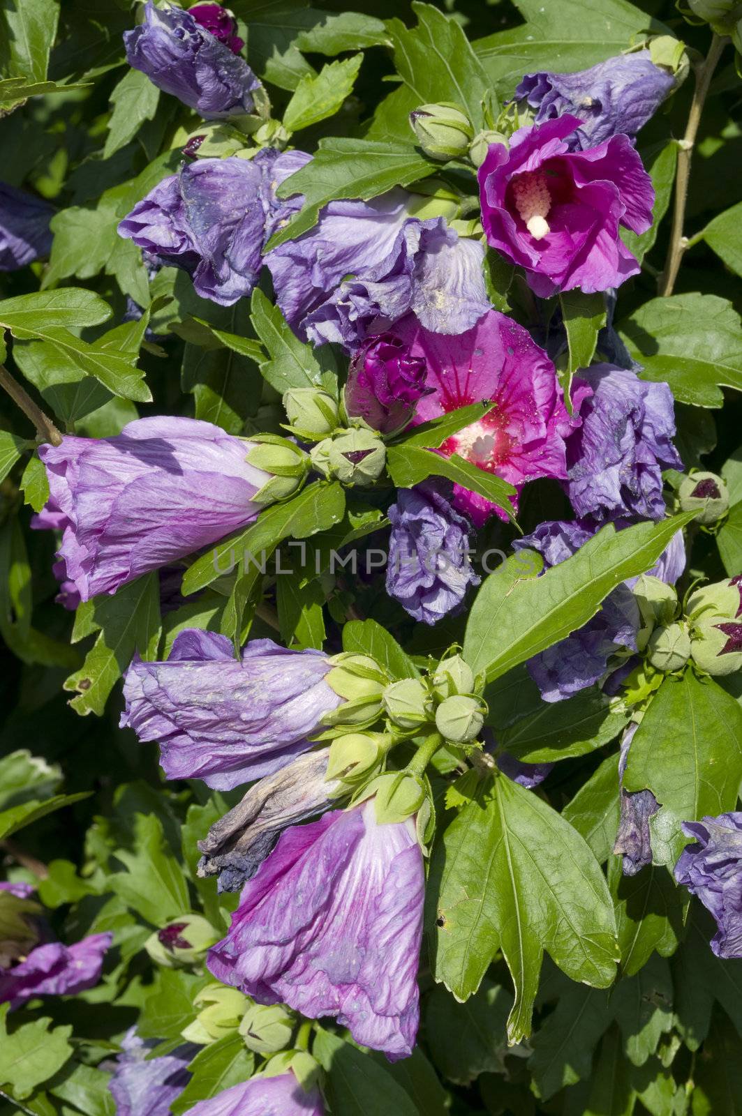 Plant with flowers of hibiscus, sorrel, flor de Jamaica,  rosemallow, mallow.