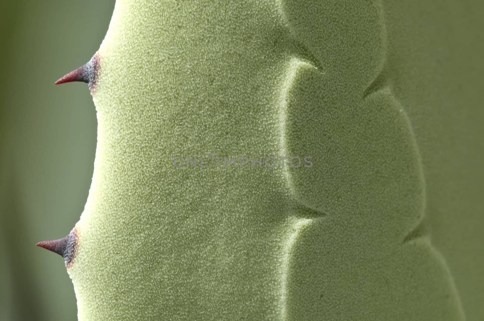 Agave plant with thorns and prints on leaf
