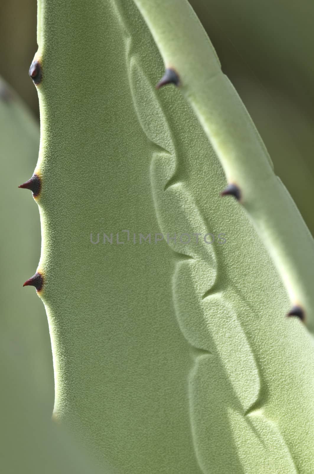 Agave plant with thorns and prints on leaf