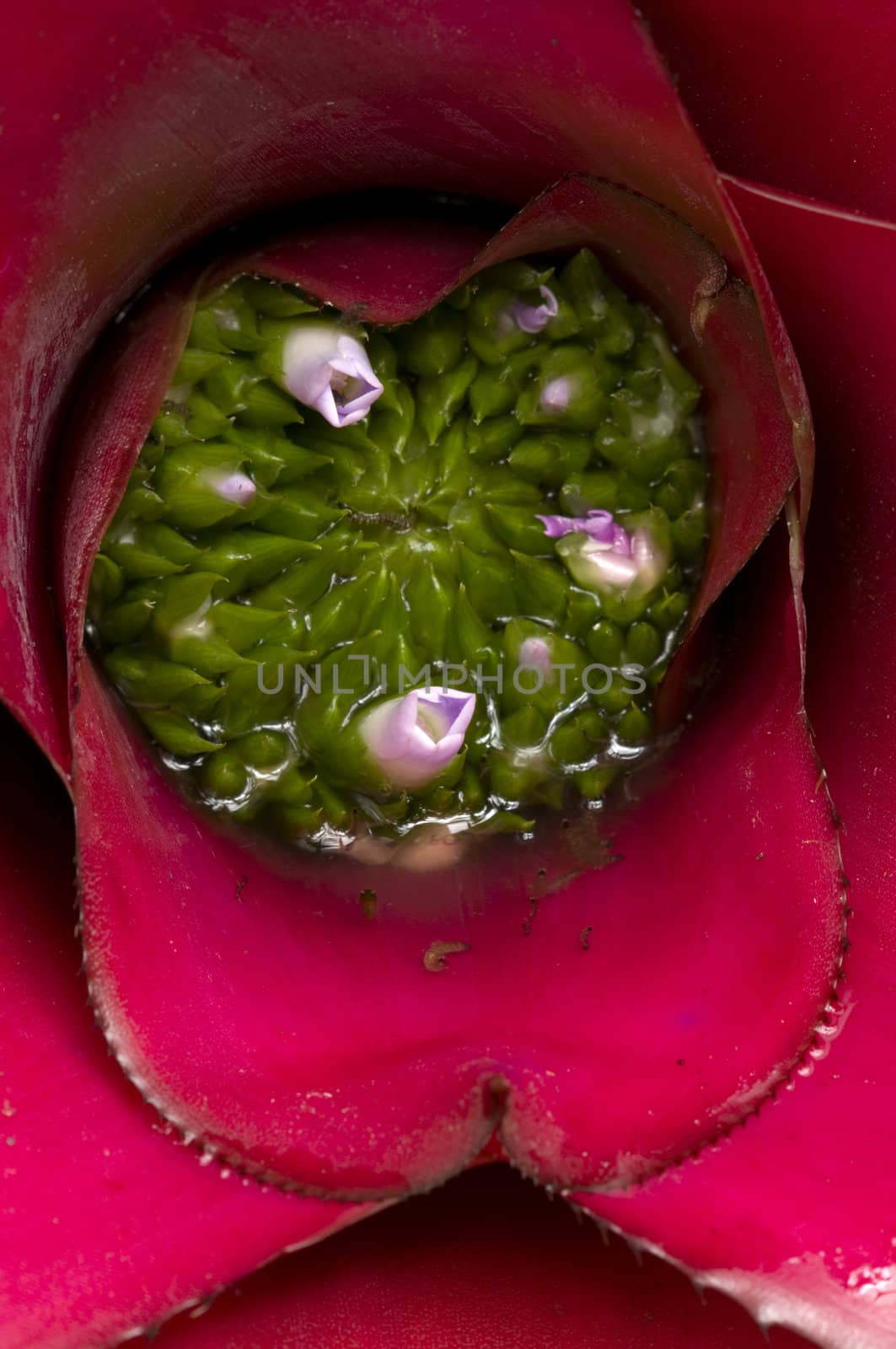 Bromelia plant with pink flowers, green buds and insect larvae living  in it