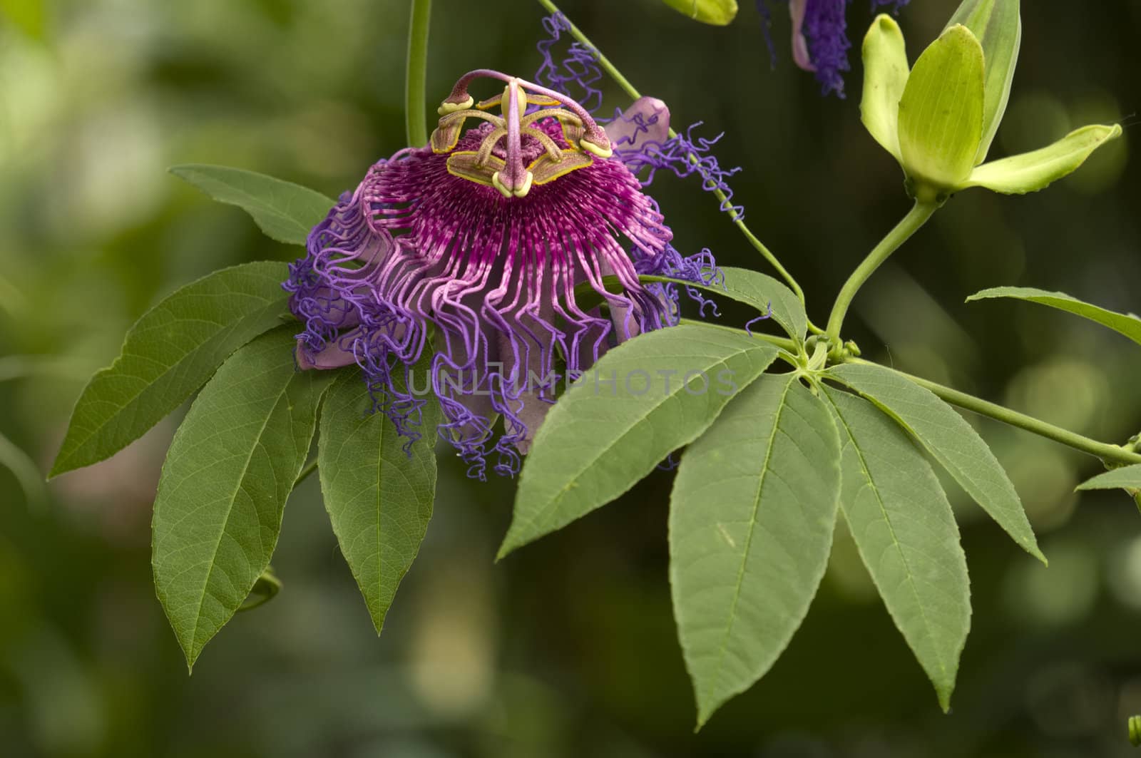 Purple and pink Passion flower and leaves