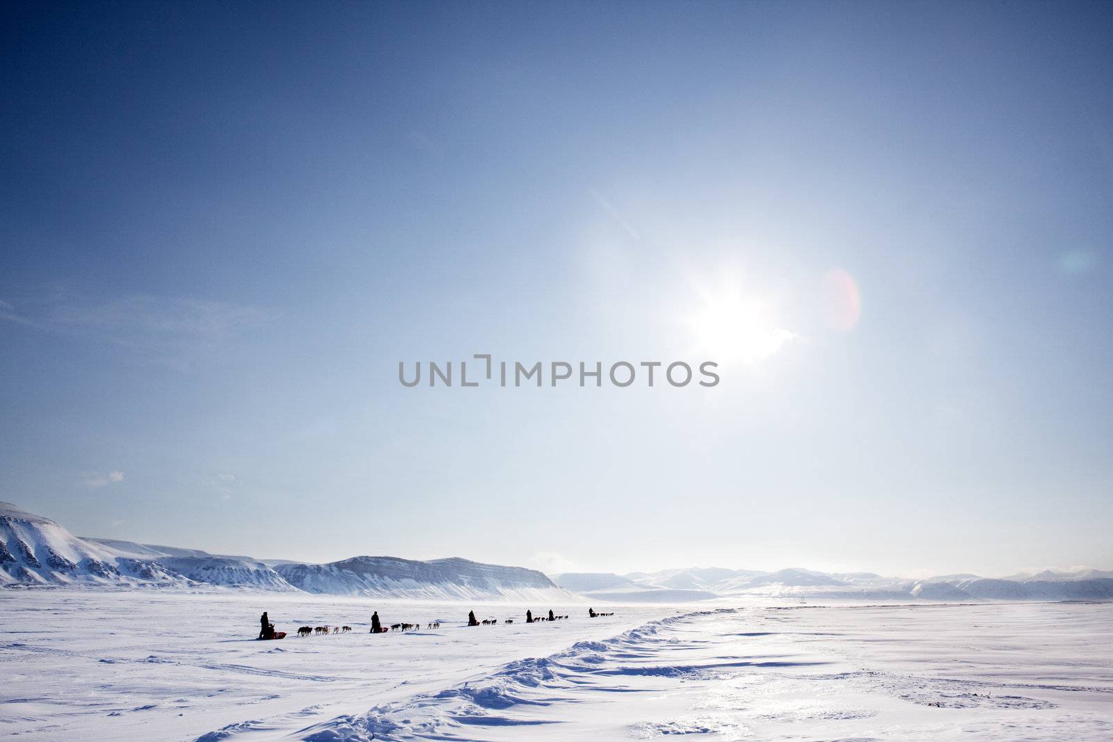 A number of dogsleds on a barren winter landscape