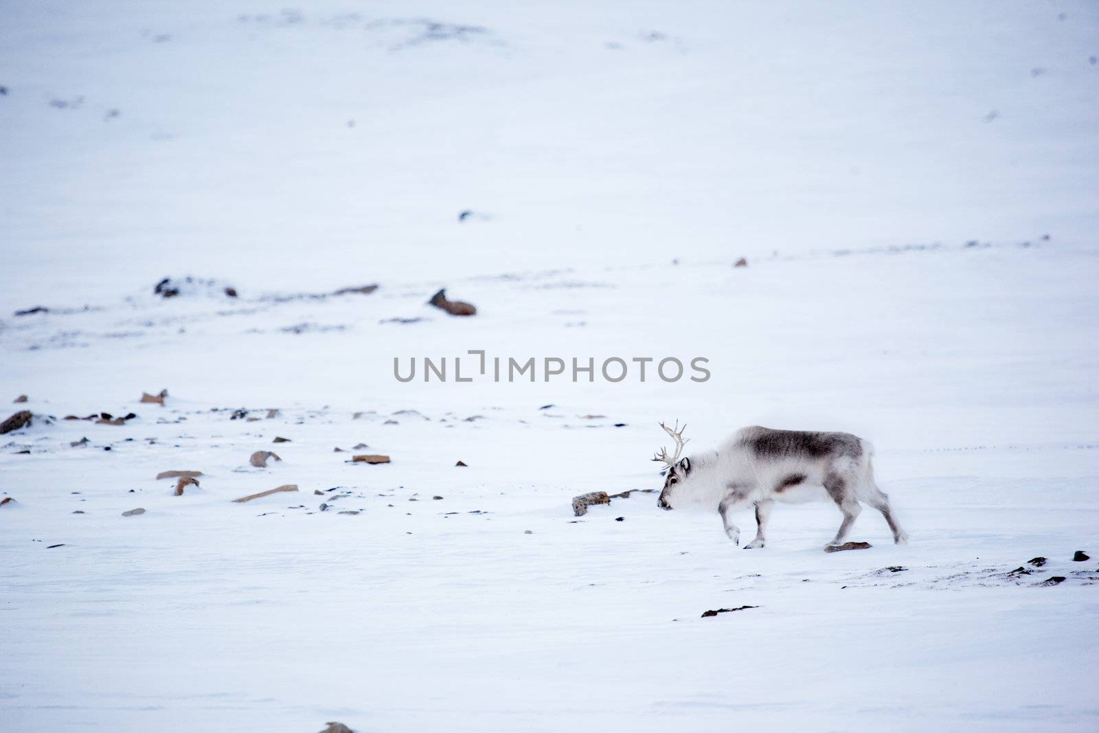 A reindeer on the island of Spitsbergen, Svalbard, Norway