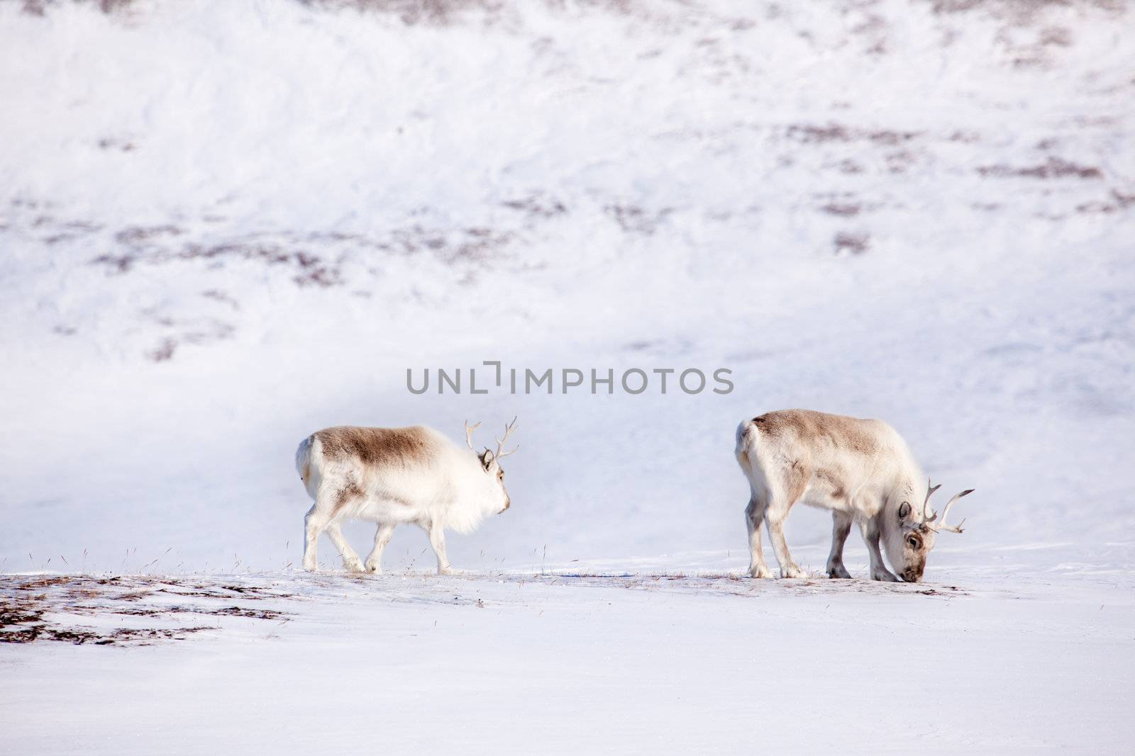 Two reindeer on the island of Spitsbergen, Svalbard, Norway