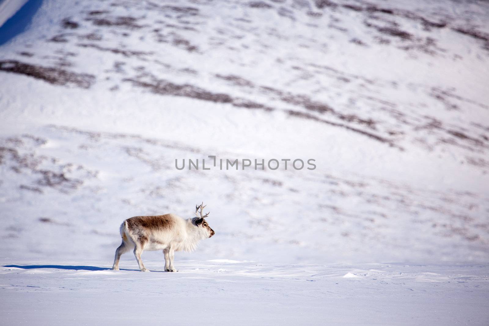 A single reindeer in a dramatic landscape on Spitsbergen Island, Svalbard, Norway