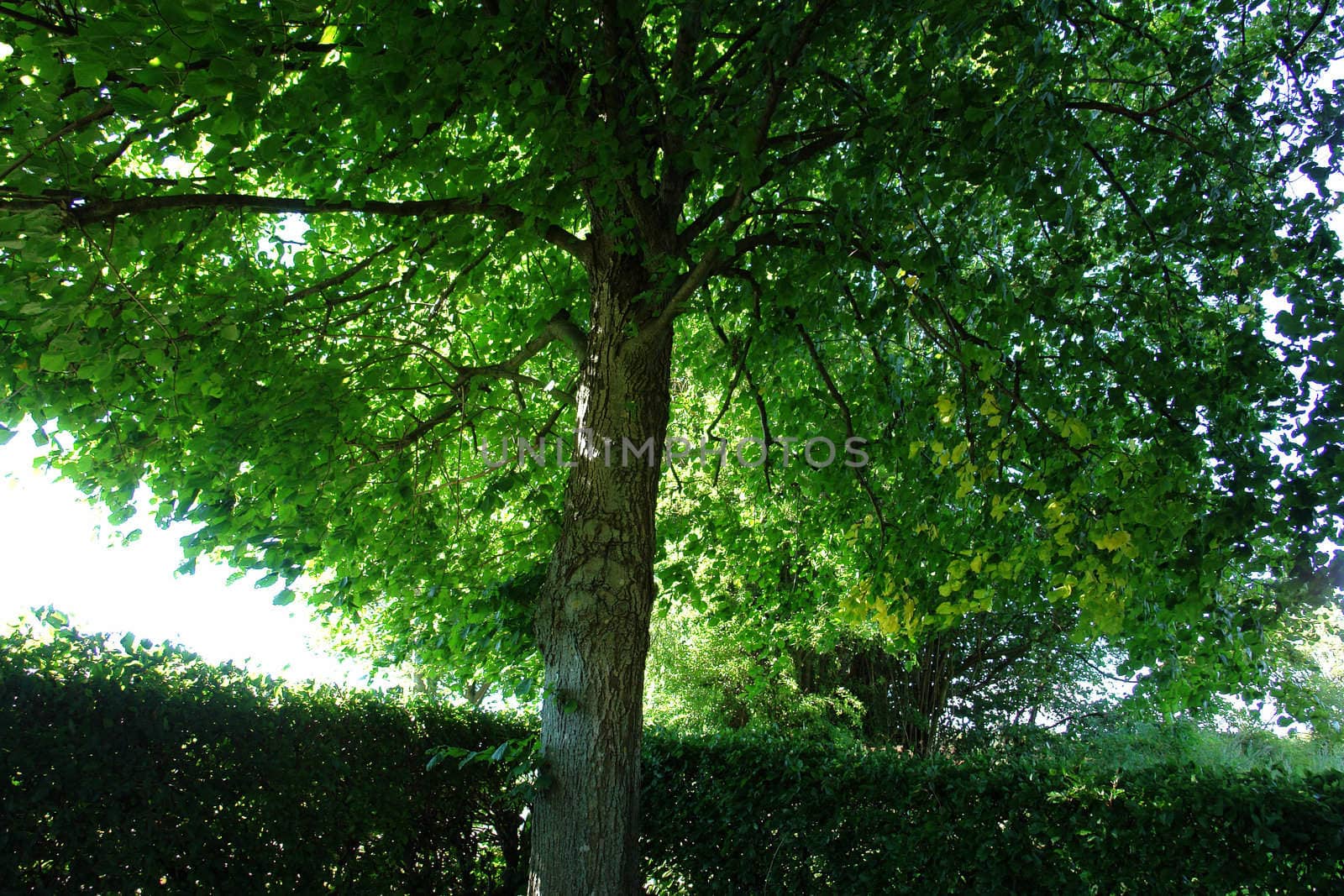 Under canopy a blooming green leaves tree in the forest woods