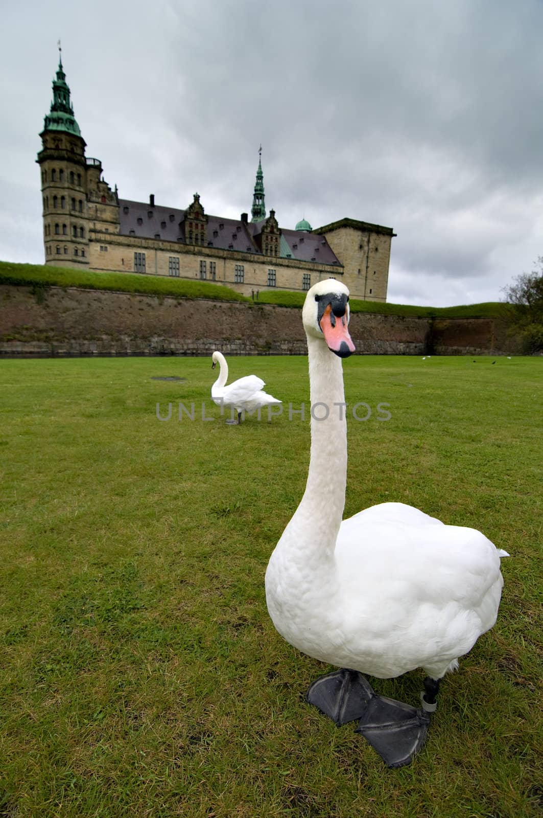 Swan on grass in front of a Castle