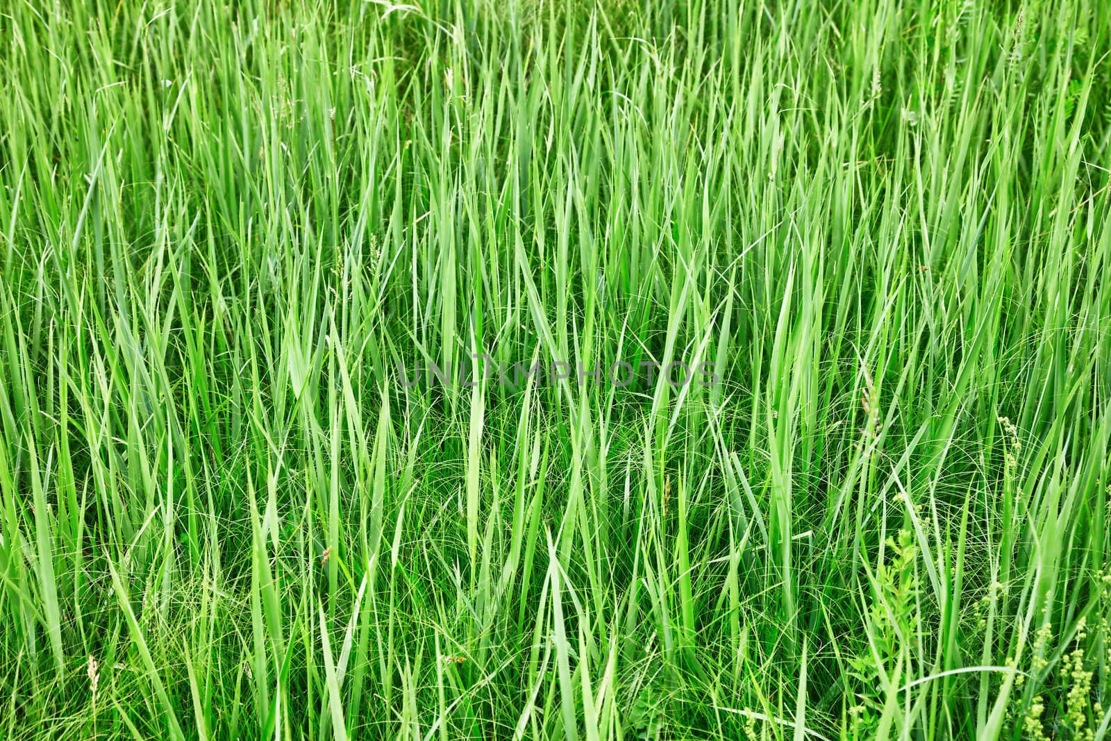 Green tall grass - natural background by pzaxe