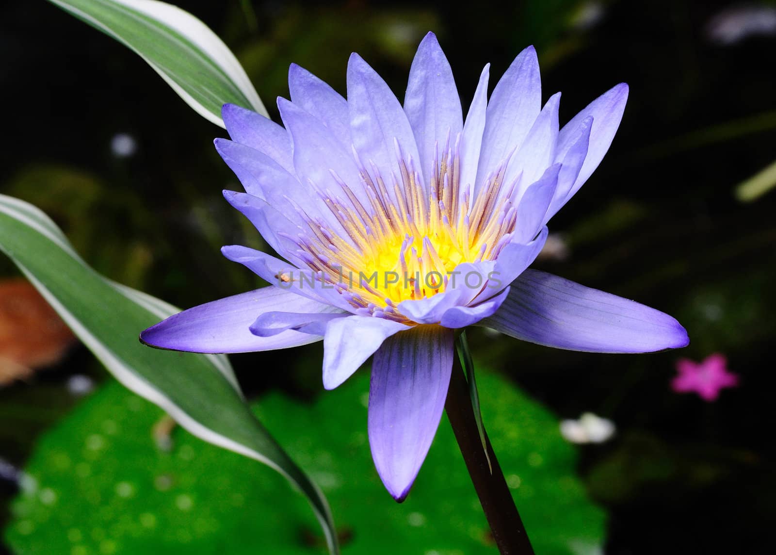 Striking macro image of a beautiful violet color sun lotus