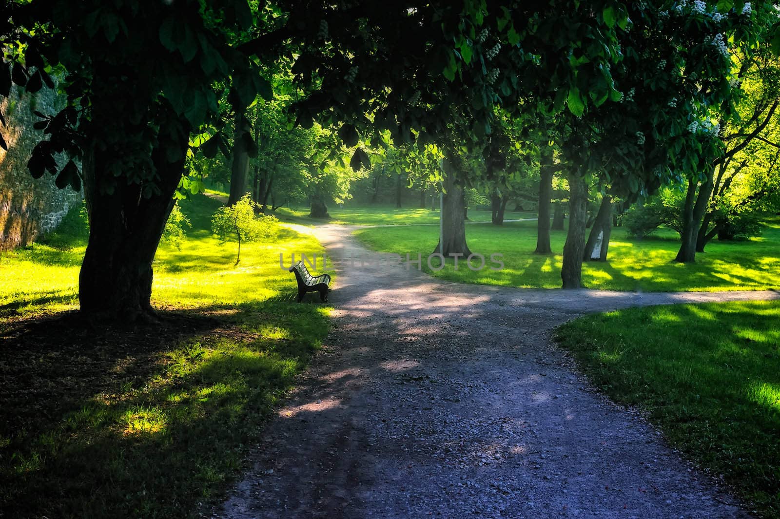 Shady alleys of the park on a summer morning