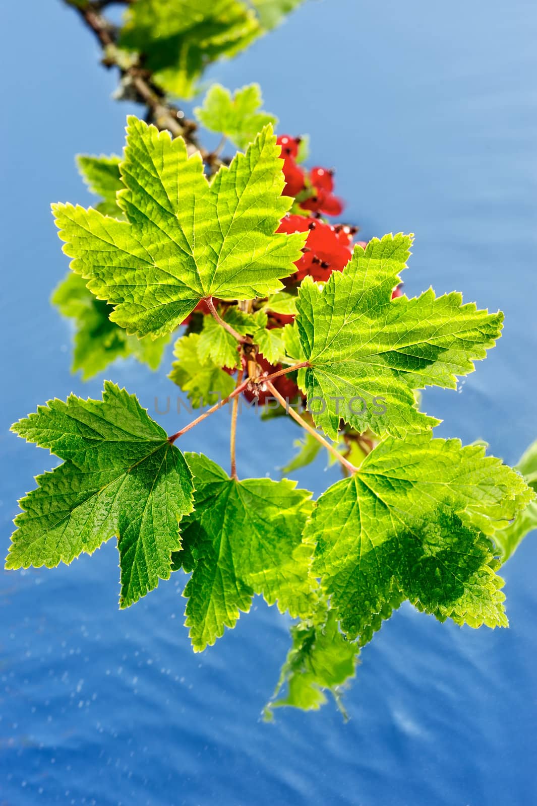 Sprout with leaves and red berries on the surface of the water