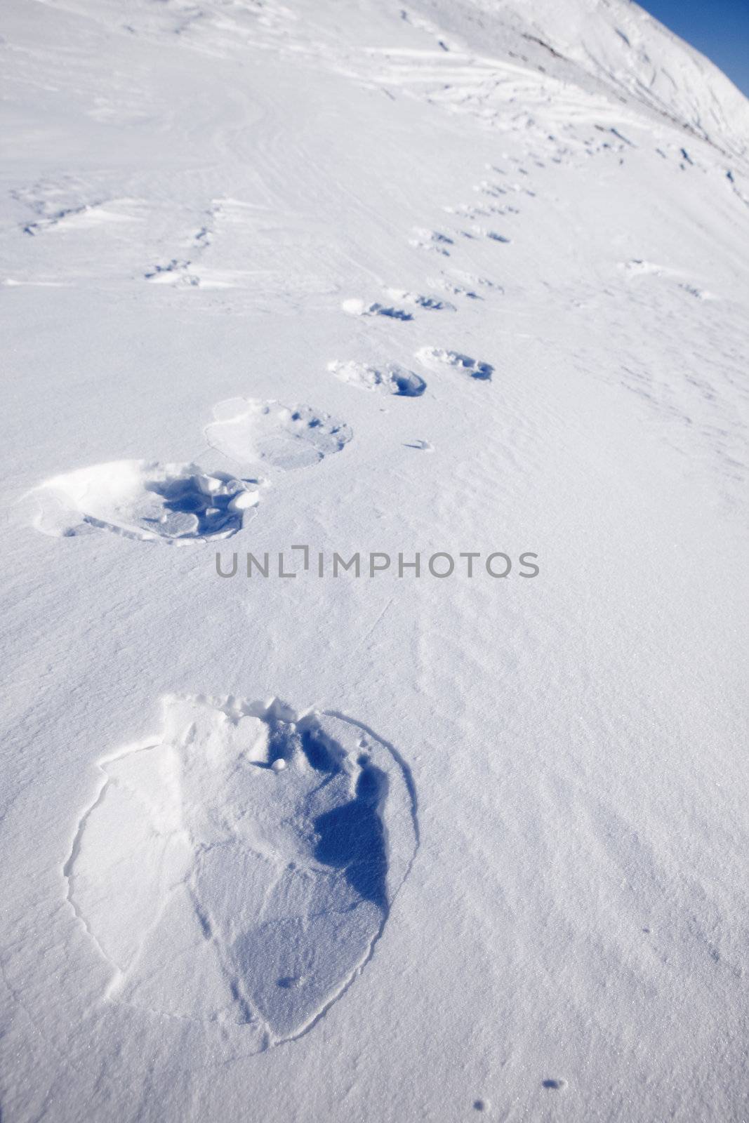 Footprints from a polar bear in the snow at Svalbard, Norway