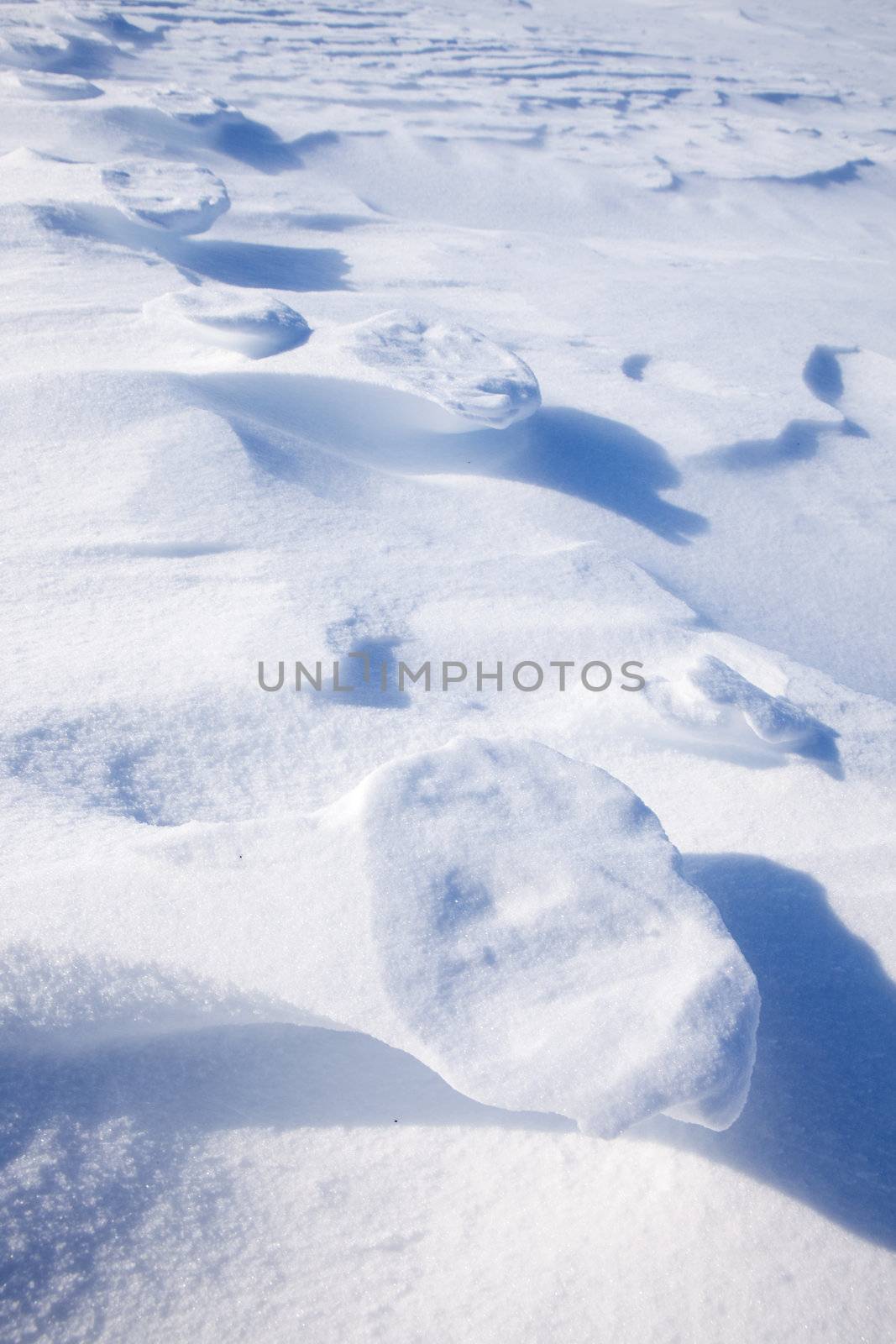 Polar bear foot prints in the snow - Svalbard, Norway