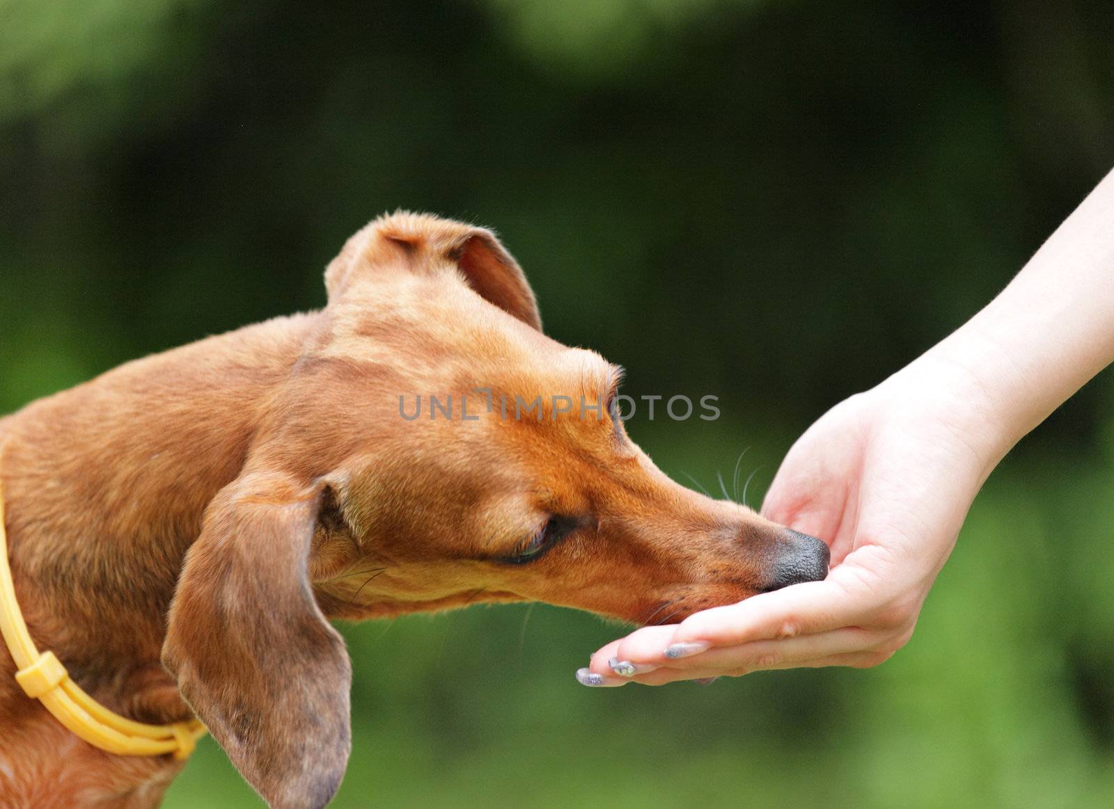 feeding dog