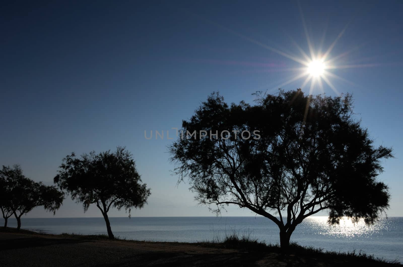 Backlit trees on the shore by akarelias