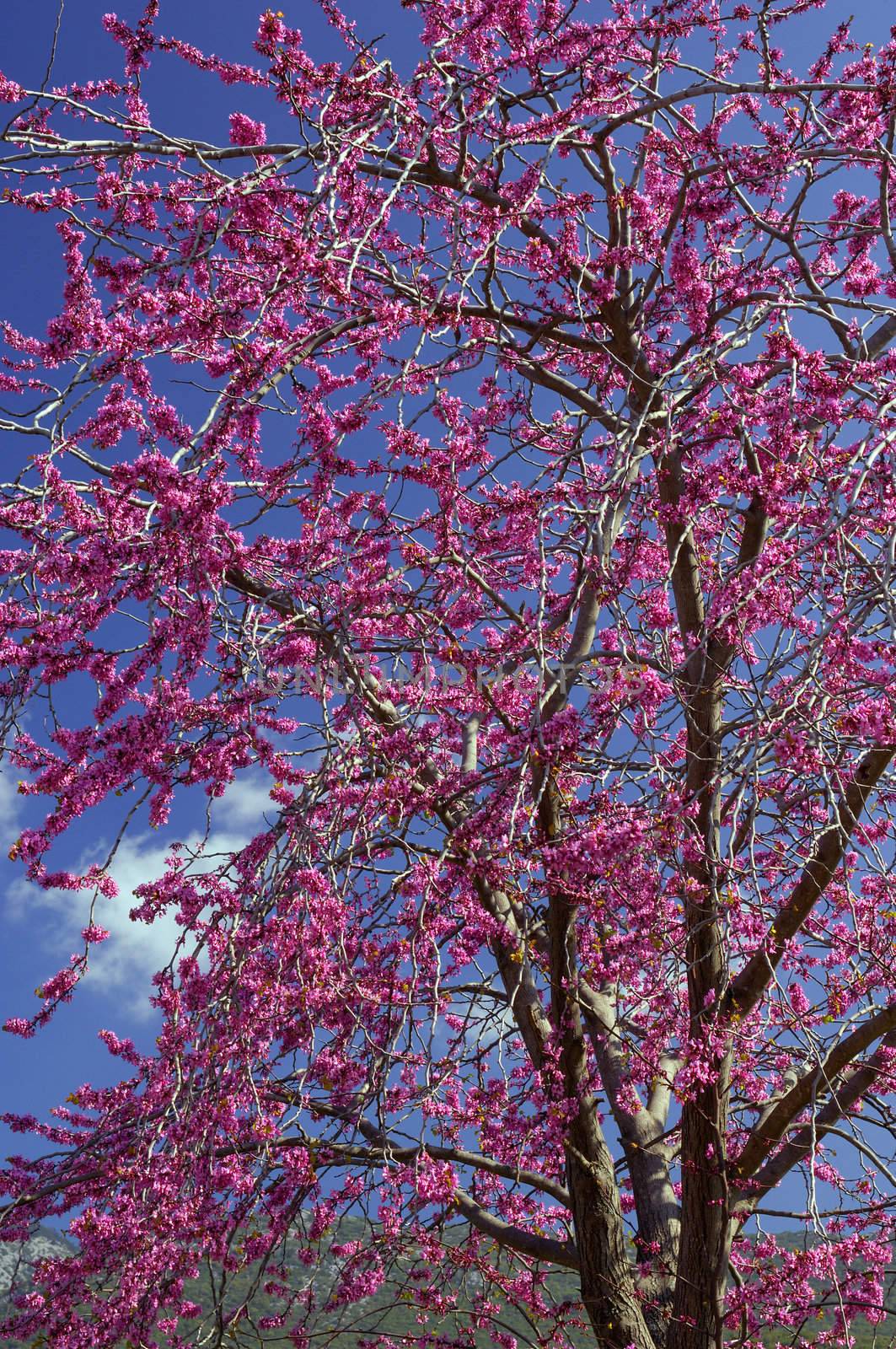 Violet flower tree (cercis siliquastrum) by akarelias