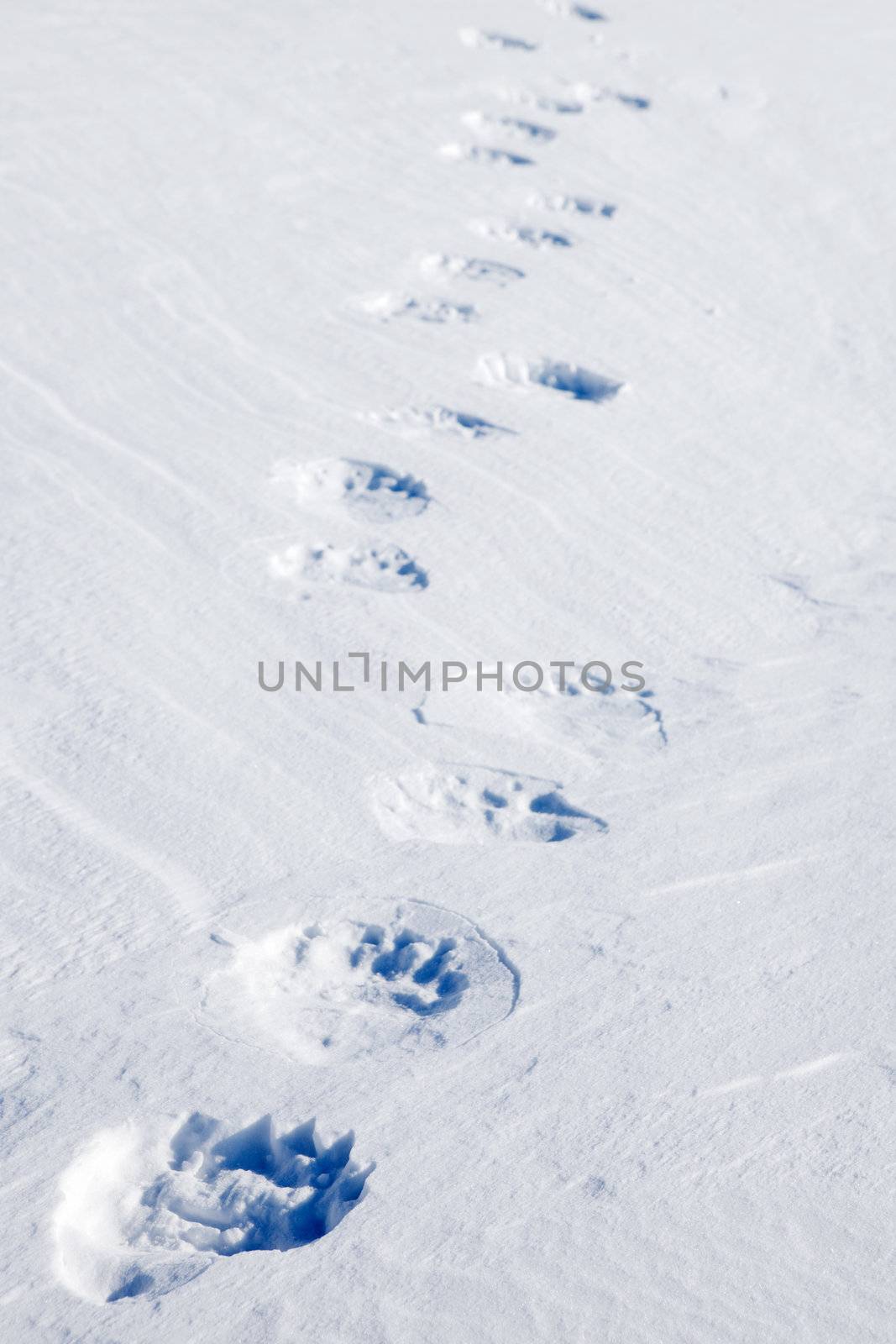 Fresh polar bear tracks - Spitsbergen, Svalbard, Norway